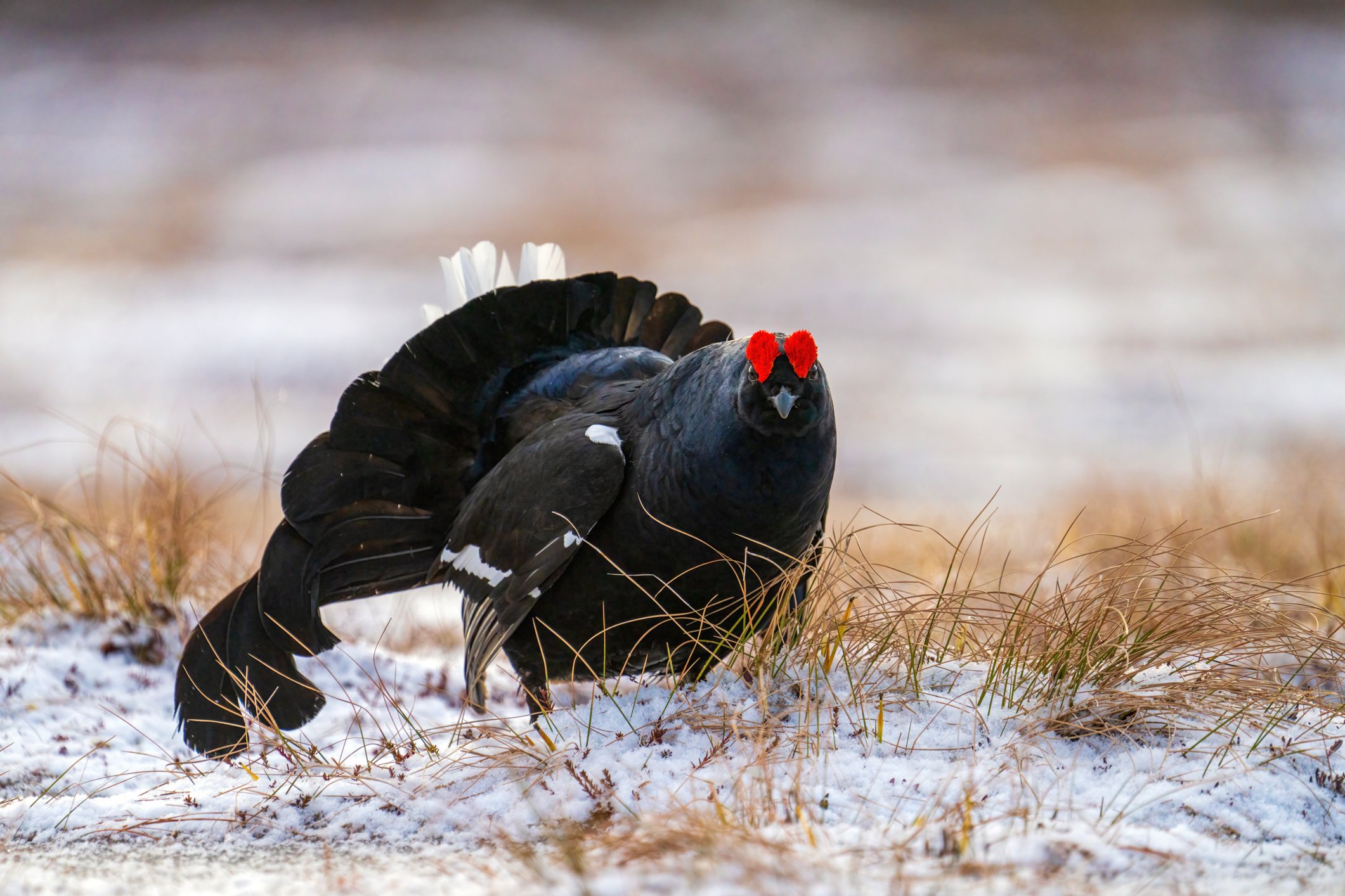 Black grouse, Sweden