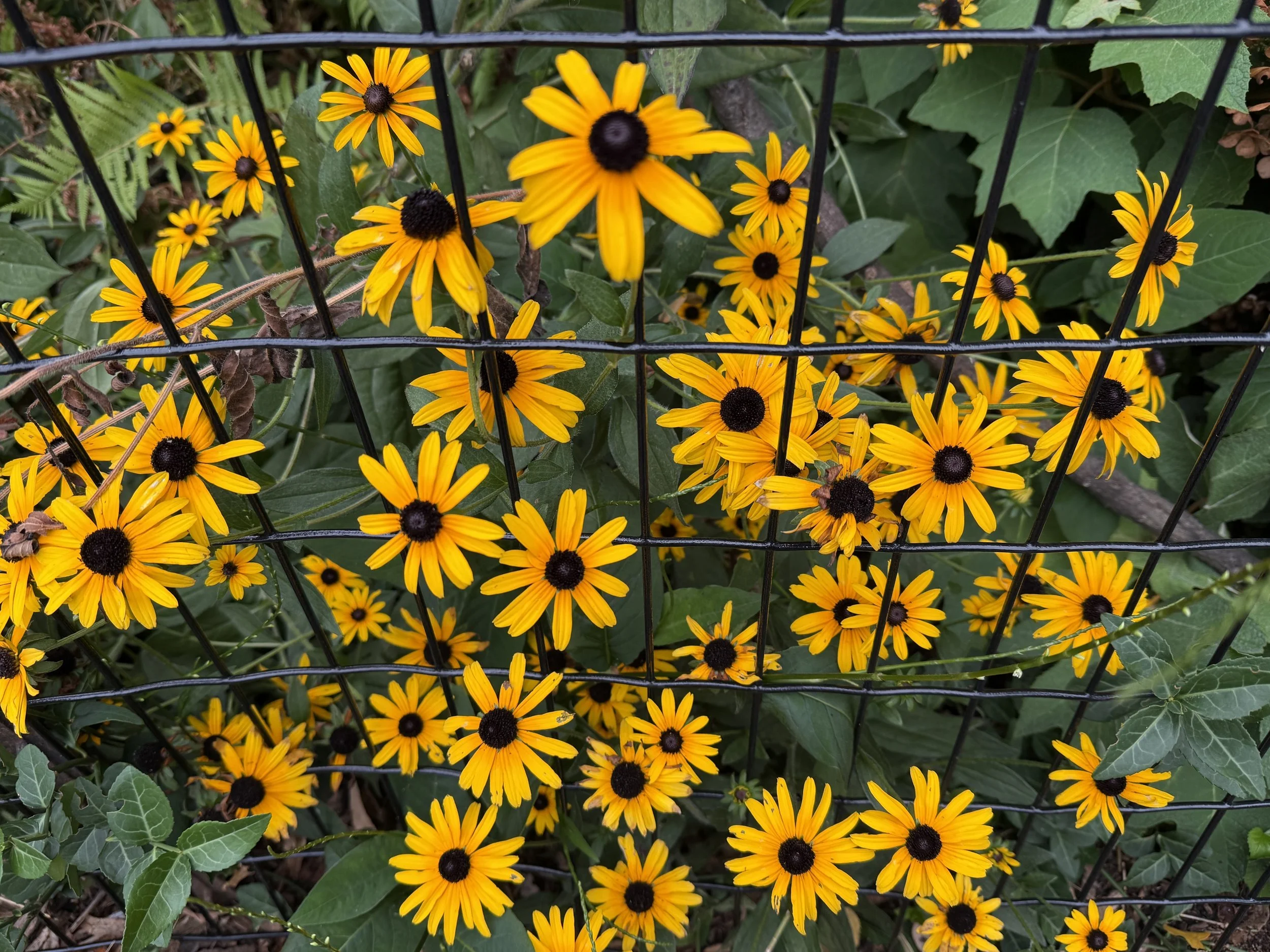 IMG_3219.jpeg