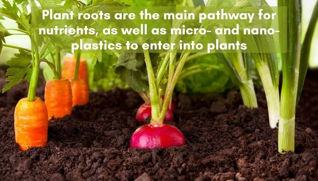 Roots absorb nutrients and microplastics