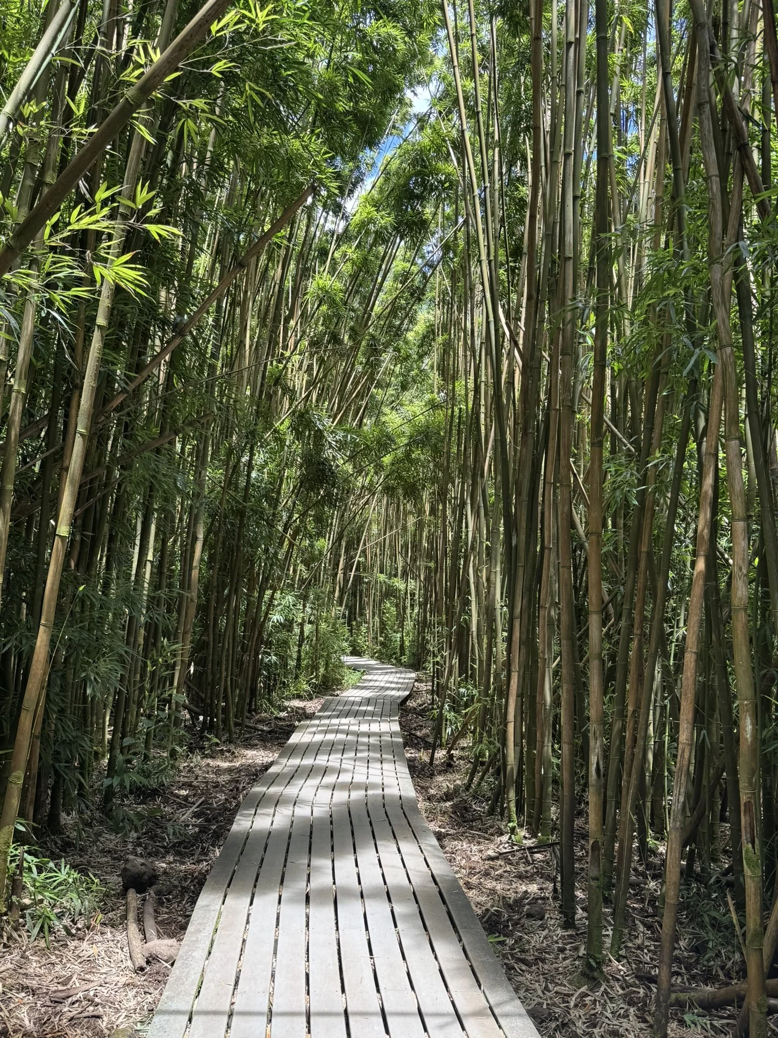 BAMBOO FOREST PATH HALEAKALA NATIONAL PARK MAUI - Copy.JPEG