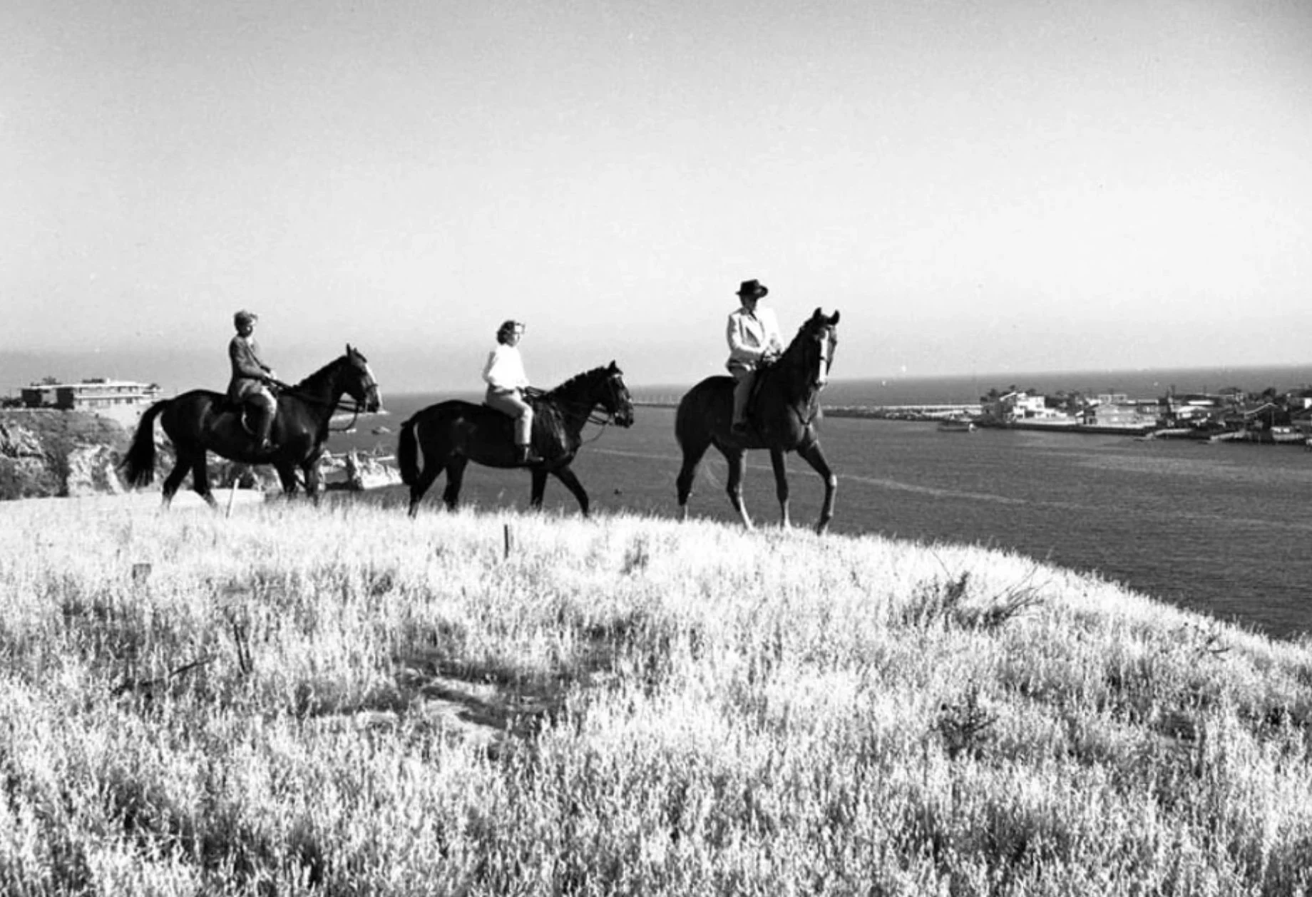Horses in CDM