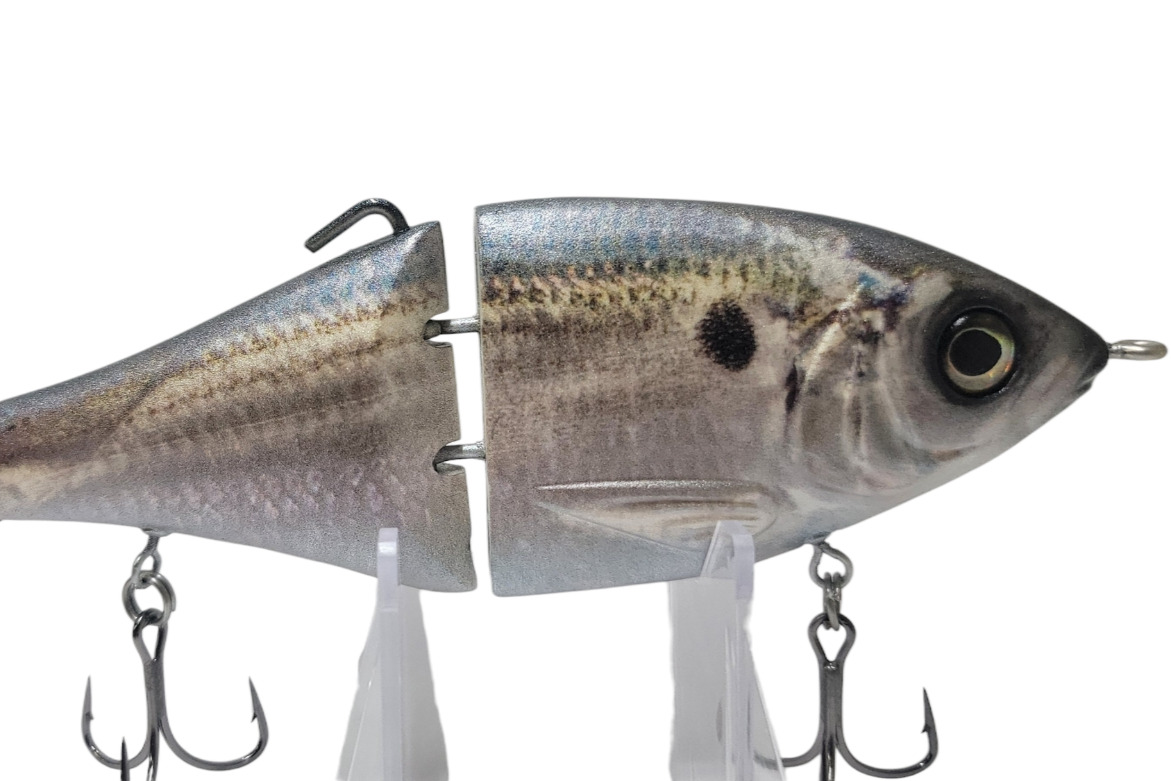 Threadfin+Shad.png