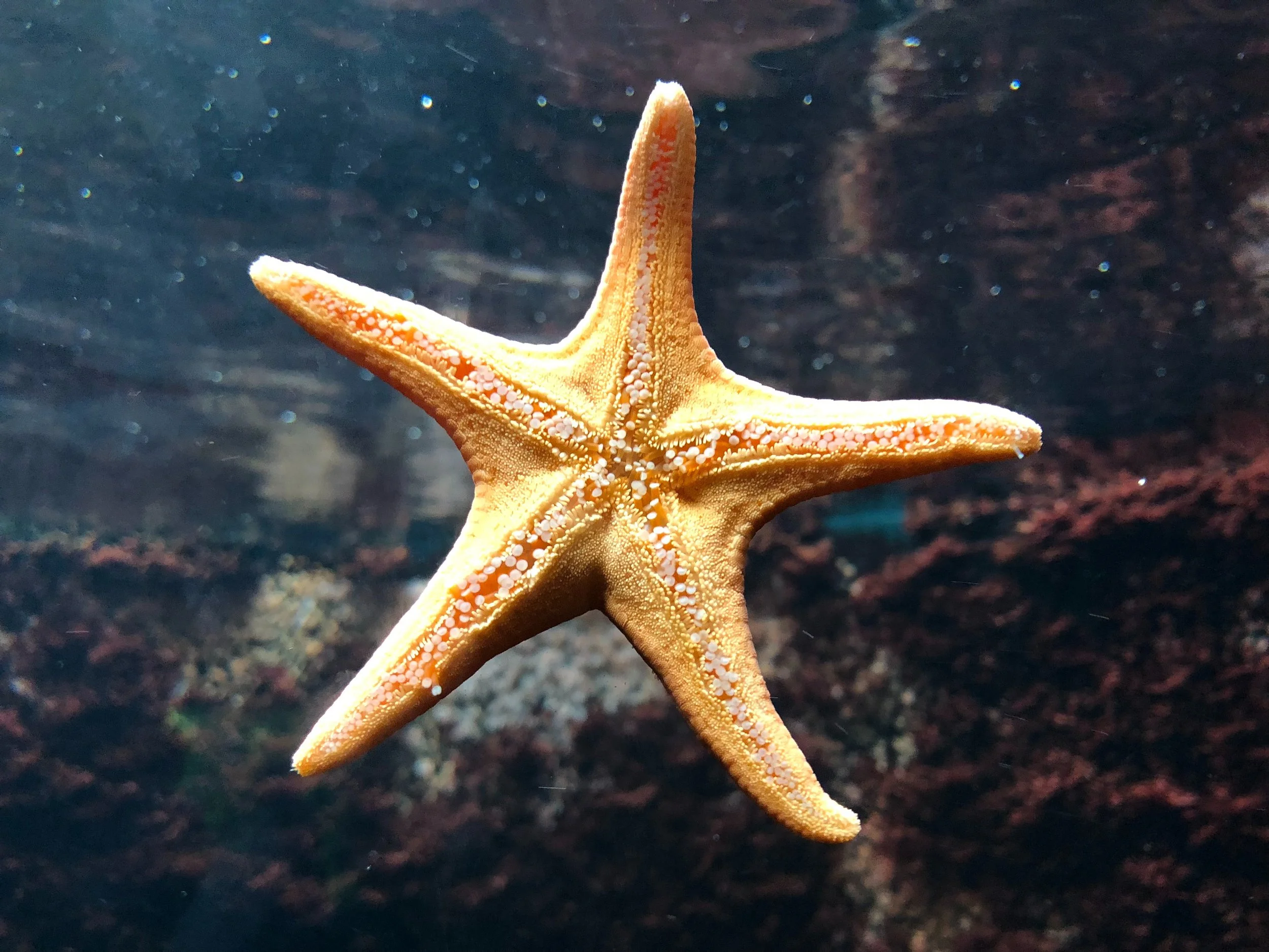 The Liver - The Starfish of the Body