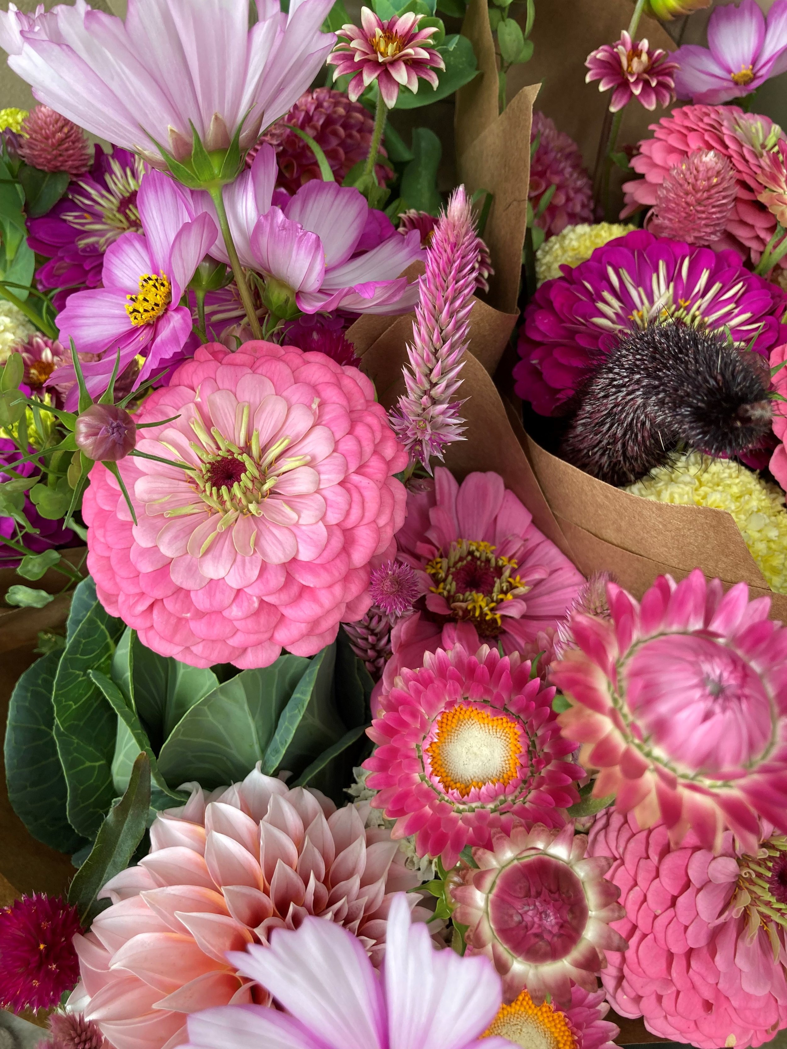 Favorite Places to Buy Flower Seeds