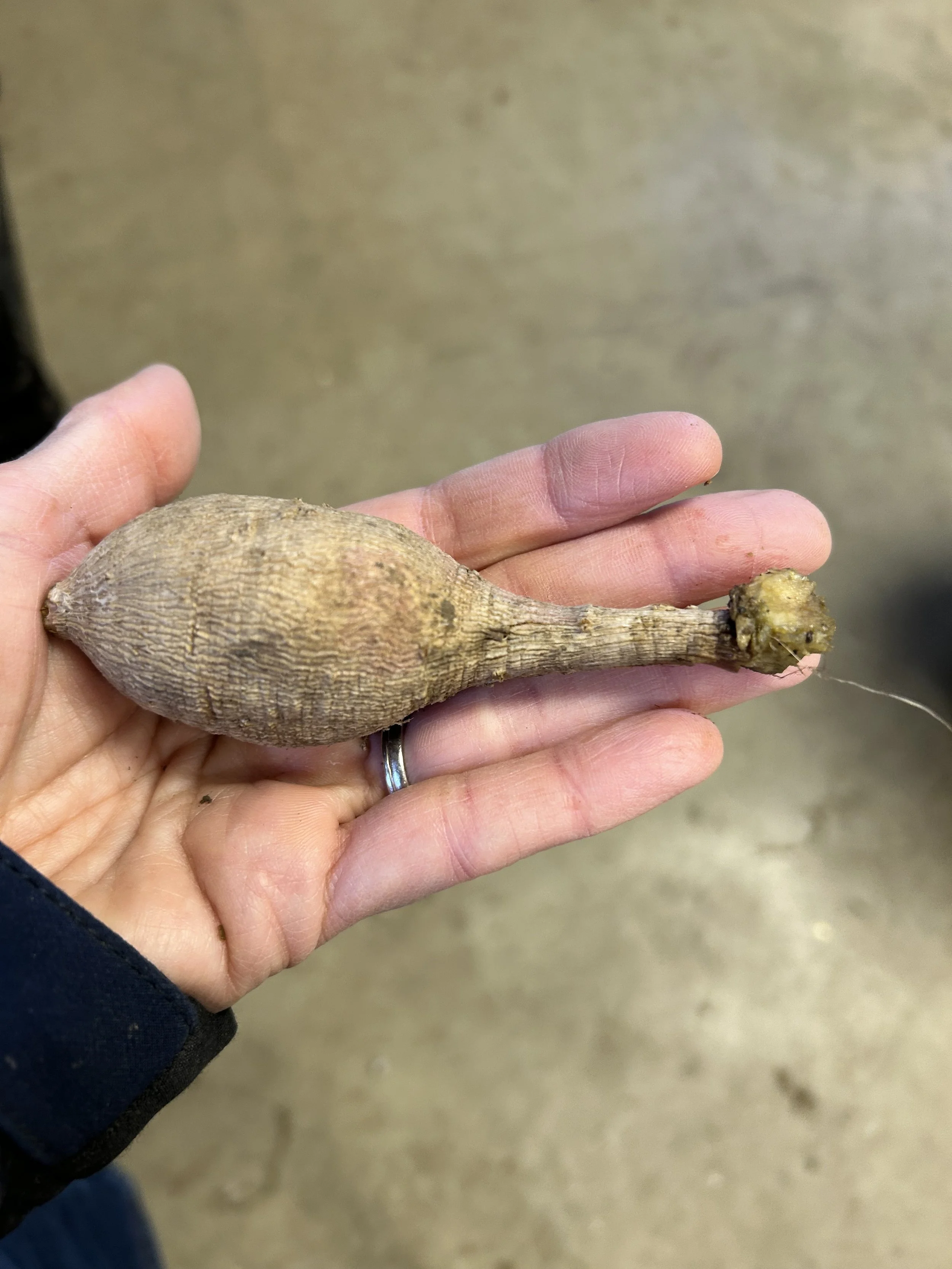 What to Do with Dahlia Tubers over the Winter?