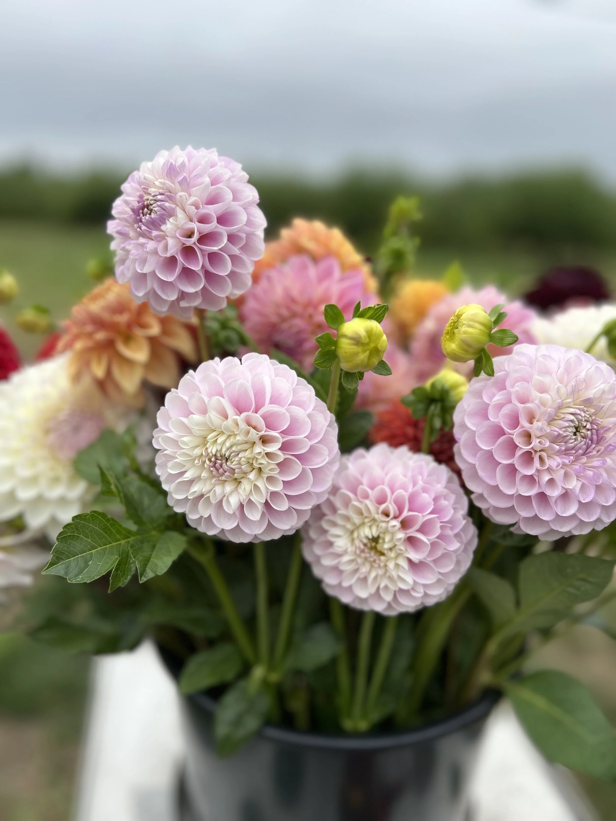 5 Dahlias that Shined in 2025.