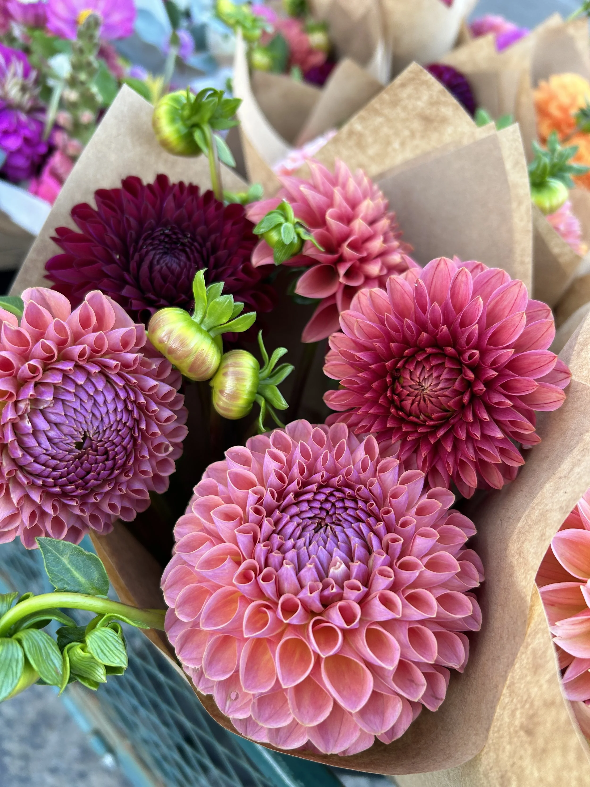 You Bought Dahlia Tubers…Now What?