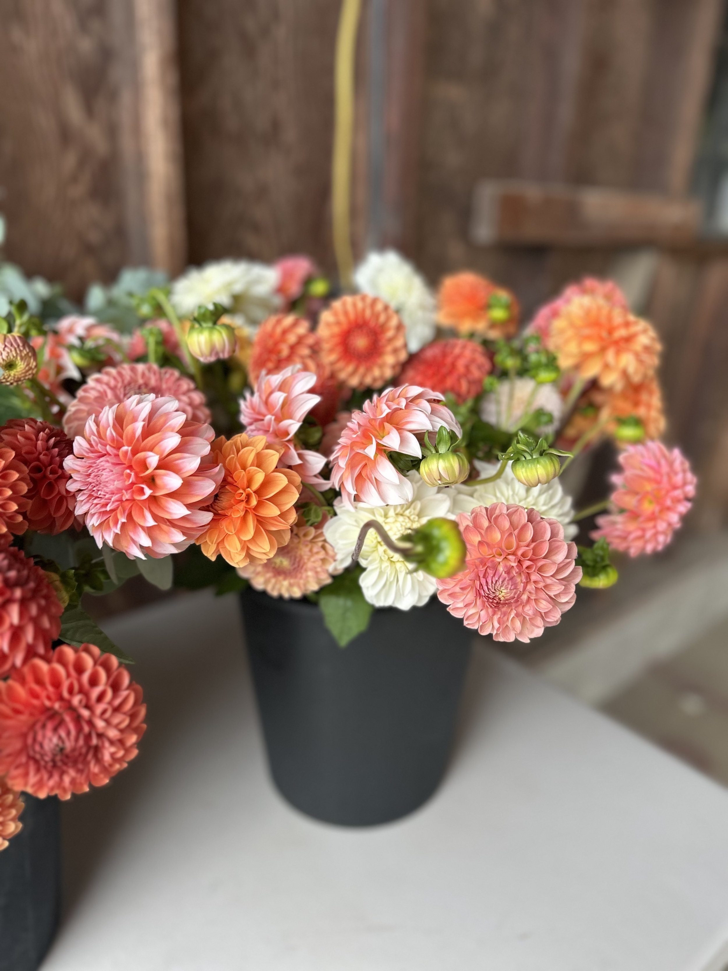 Common Questions about Planting Dahlia Tubers