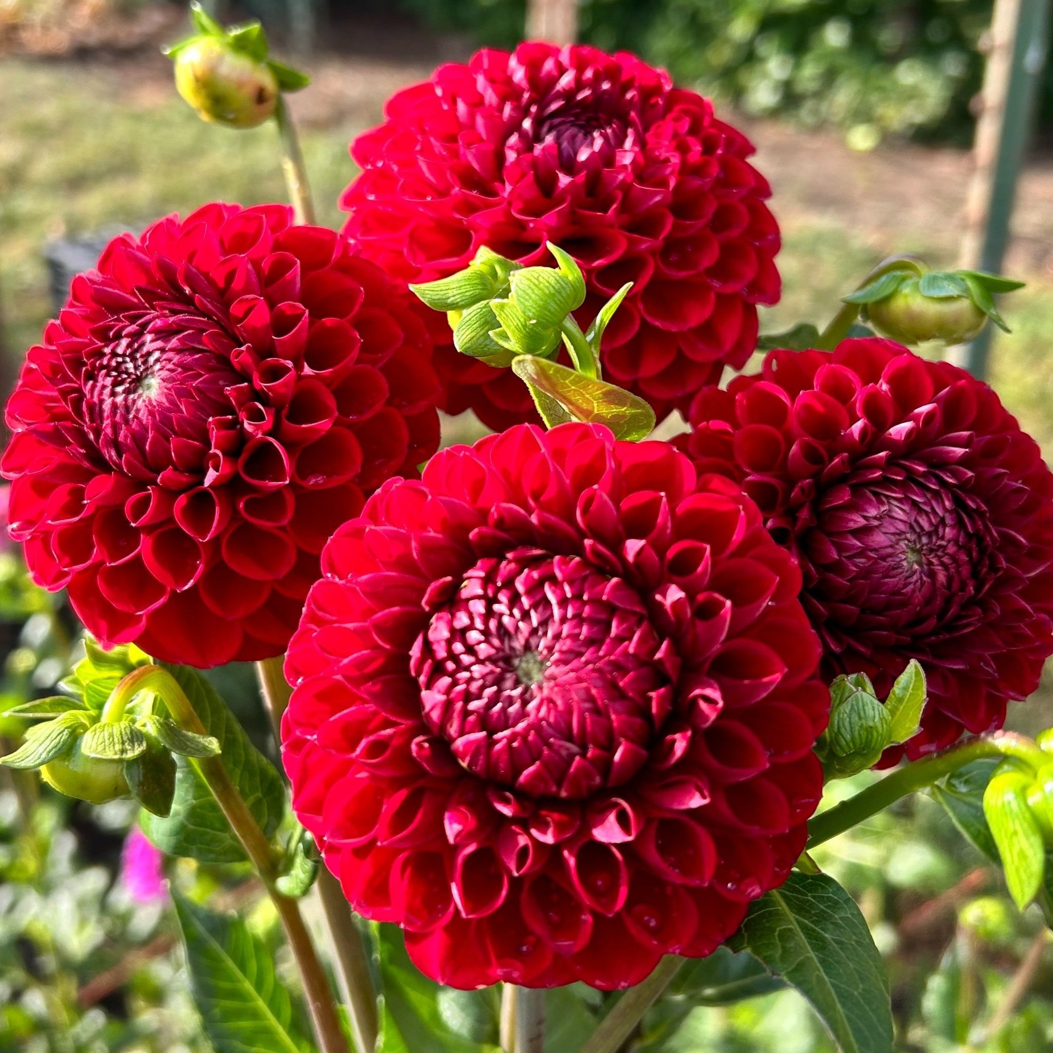 Cornel dahlia tuber