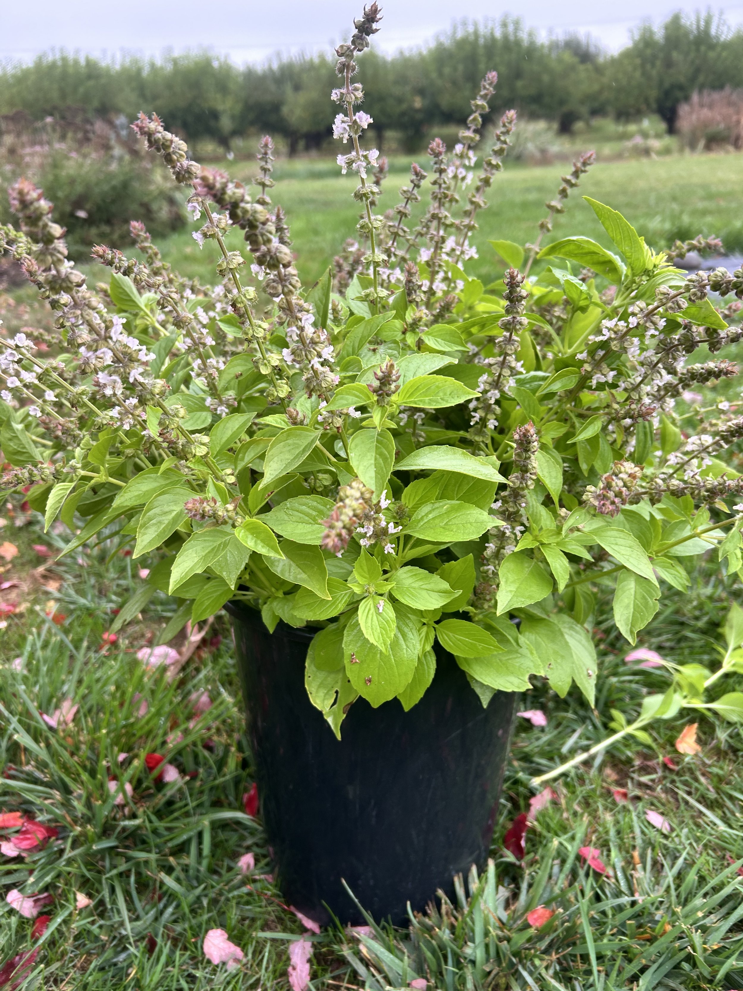 basil.jpg