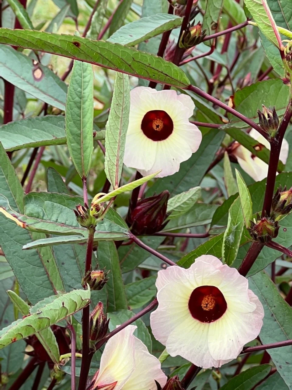 Red Drop Hibiscus Plant