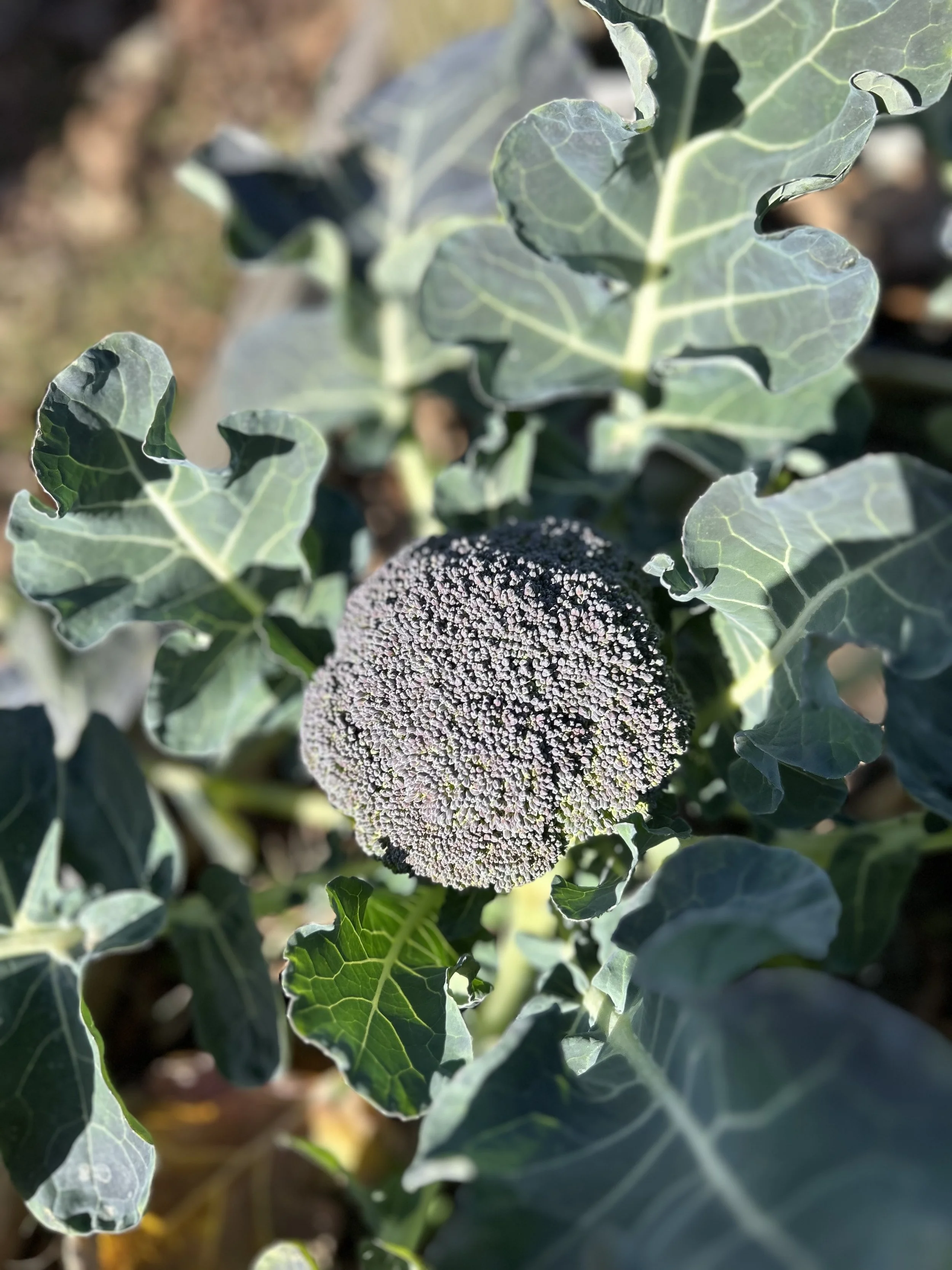 Baby Brocolli!