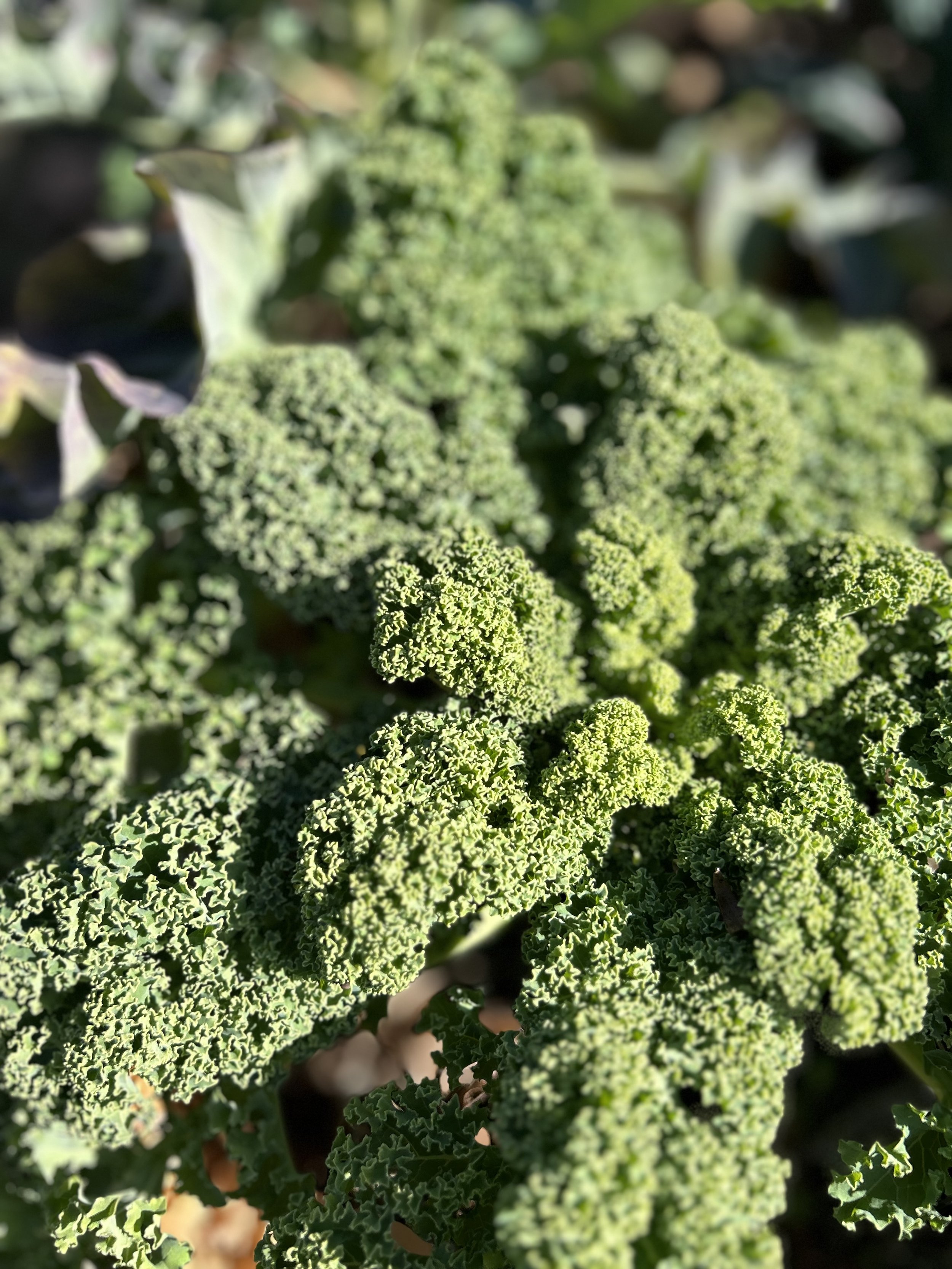 Who's got KALE?
