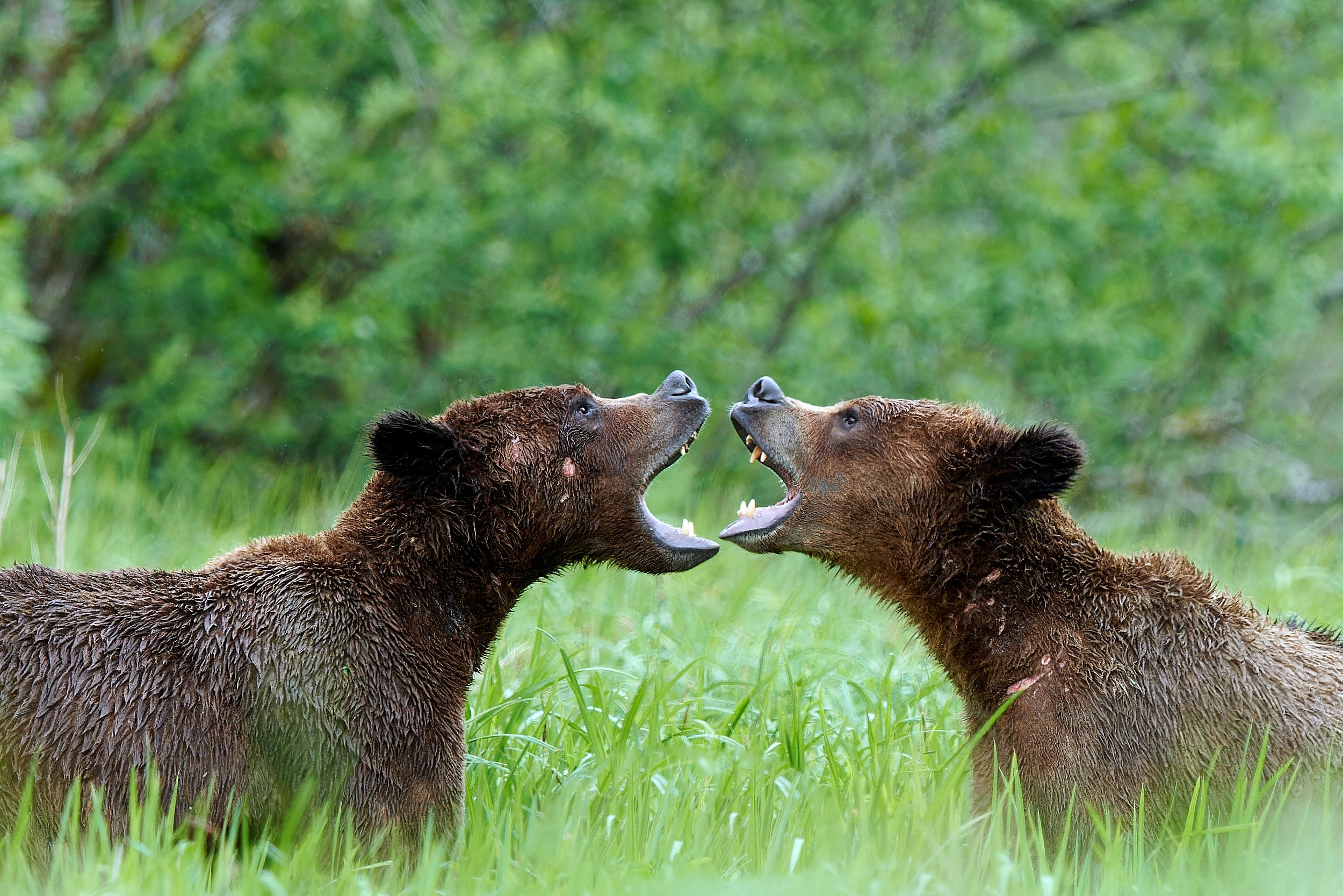 play fighting grizzlies face-off nose-to-nose jaws agape.