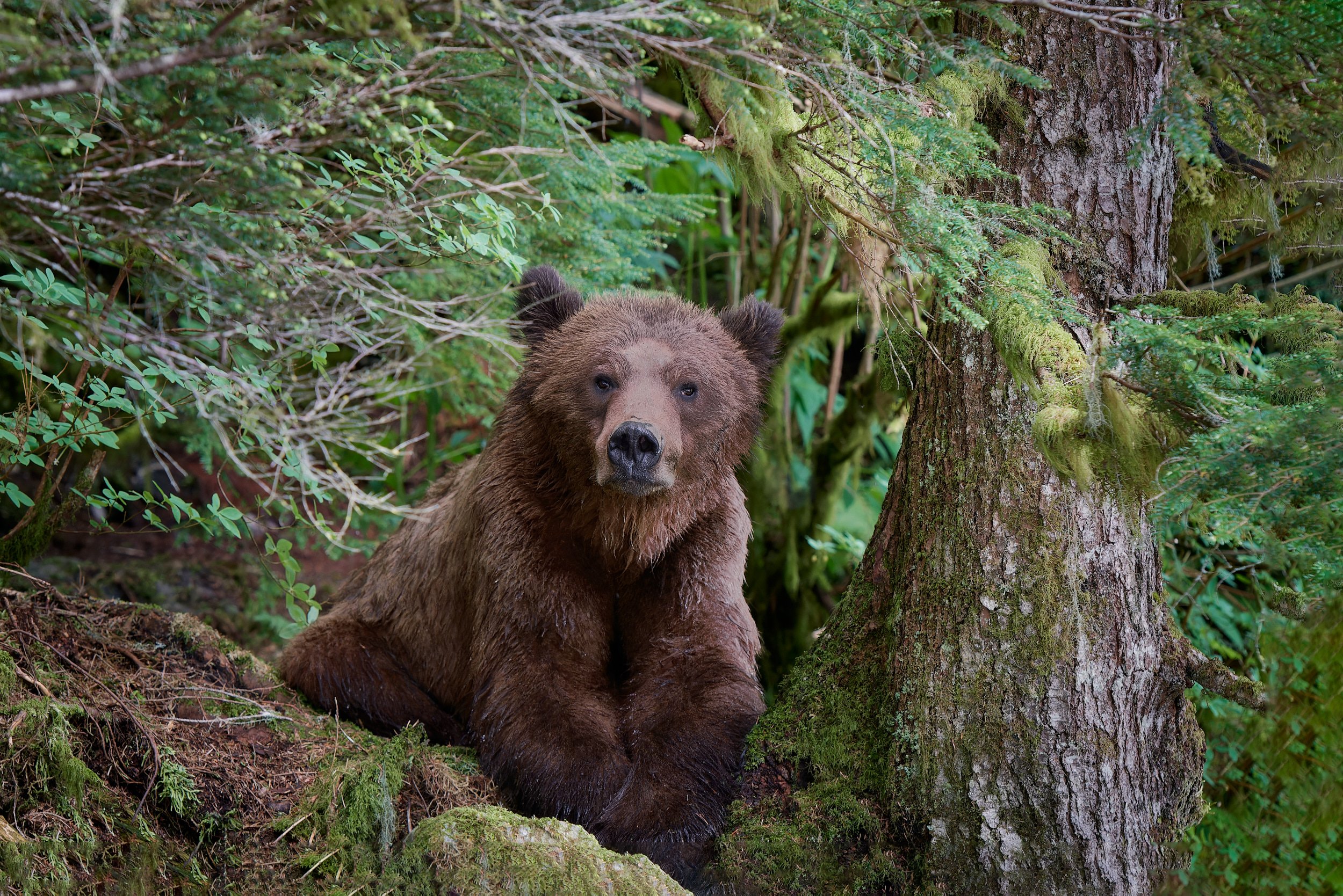attentive female grizzly in a bucolic setting