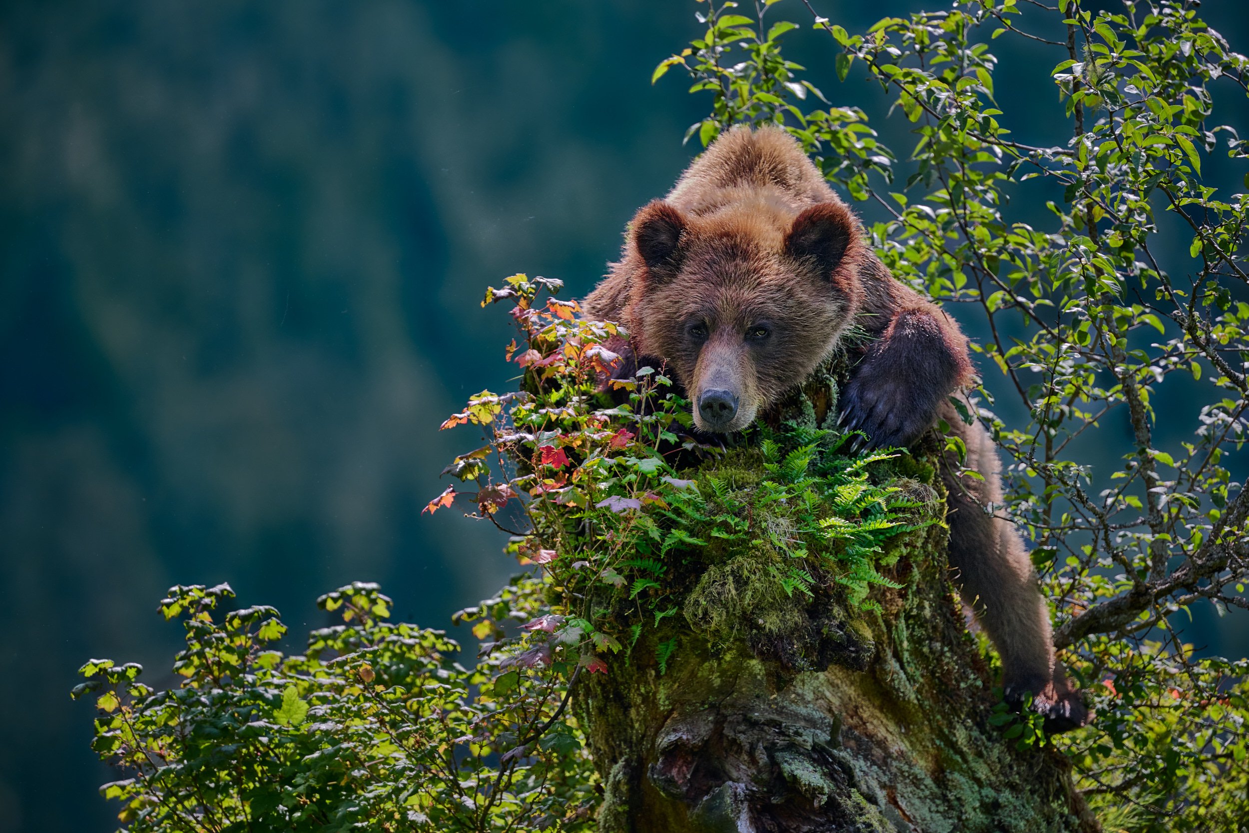 old growth forest chaise lounge