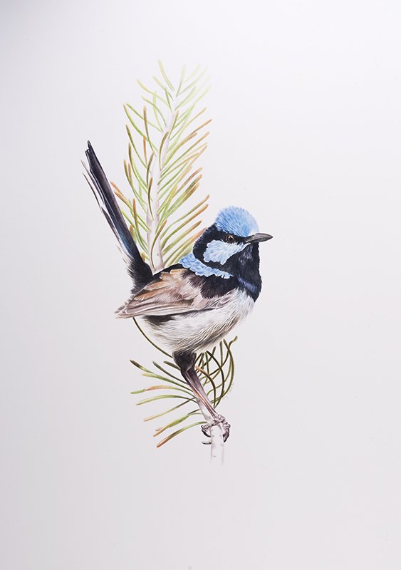 Molly McPhie - Blue wren - watercolour on paper - 44x32.jpg