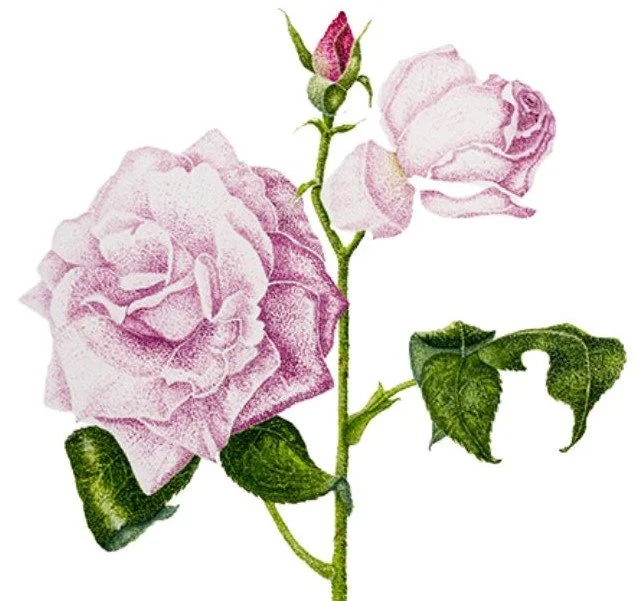 rose 1.jpg