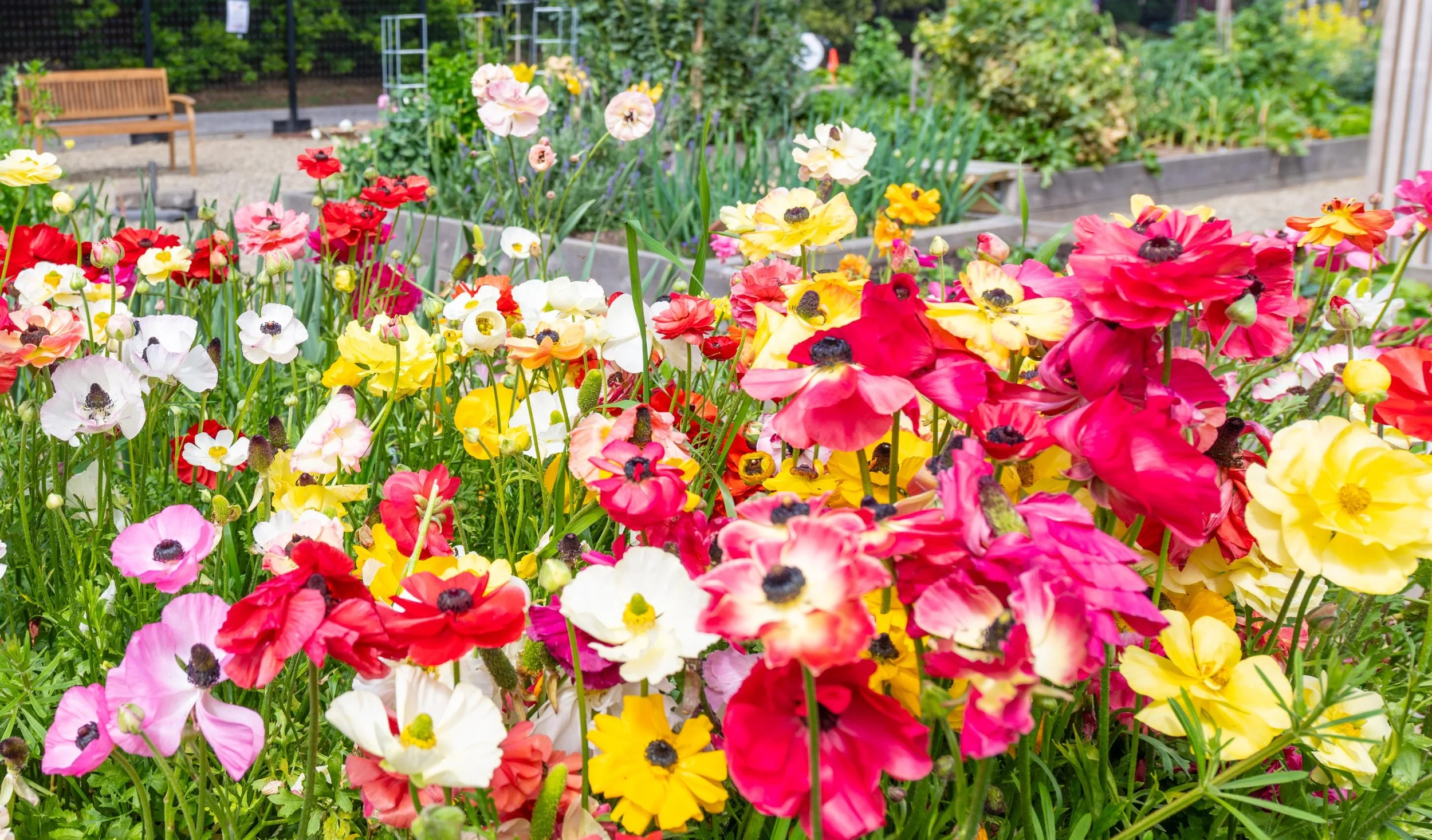 Garden Talk: Helen Lovel - Neutrog