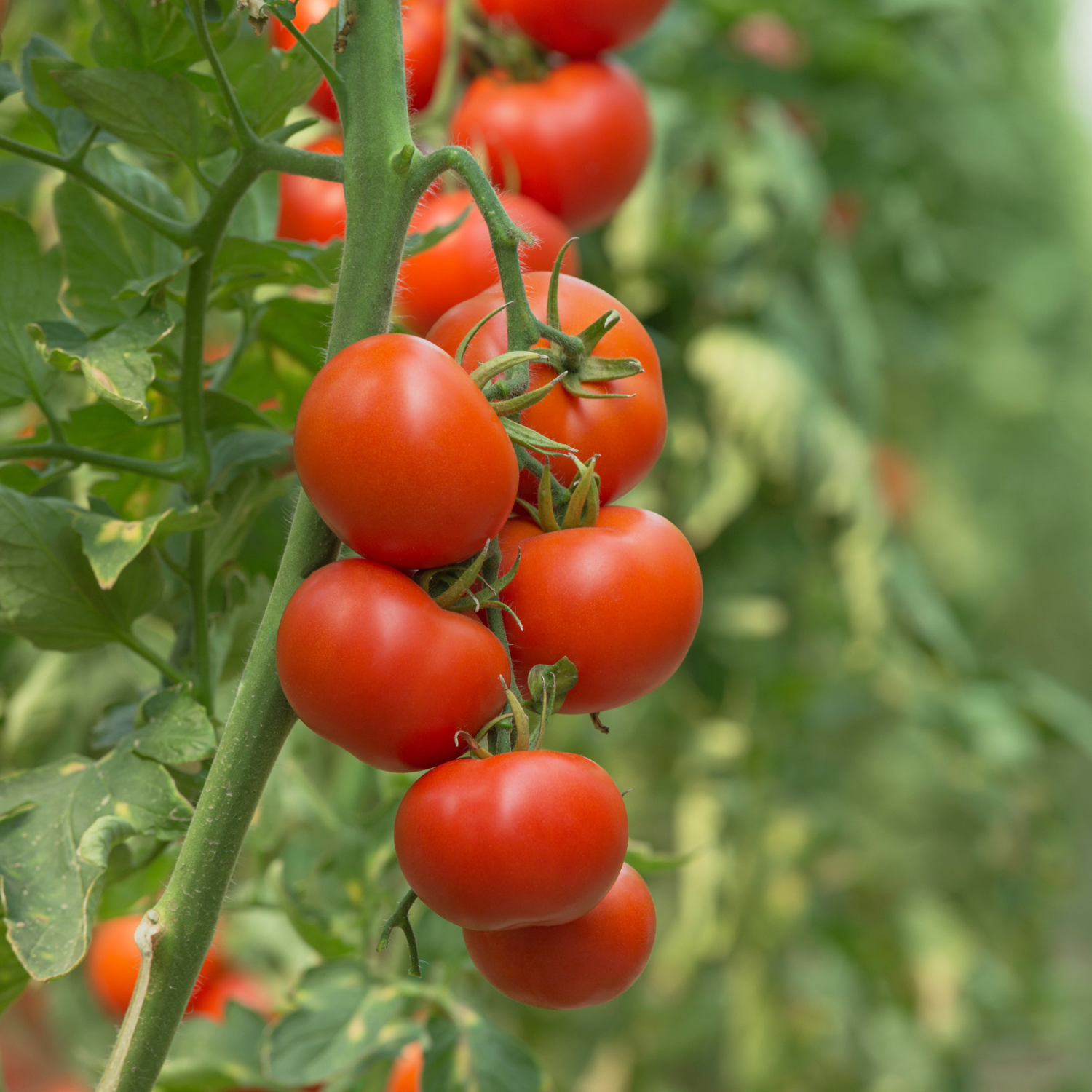 Garden Talk- Penny Woodward: Tomatoes