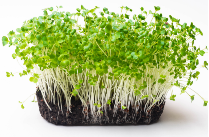 SGA presents Microgreens
