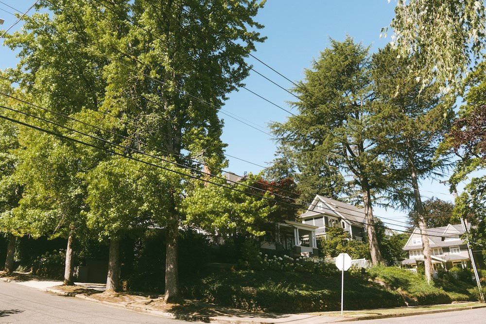 Century-old trees in Portland Heights.