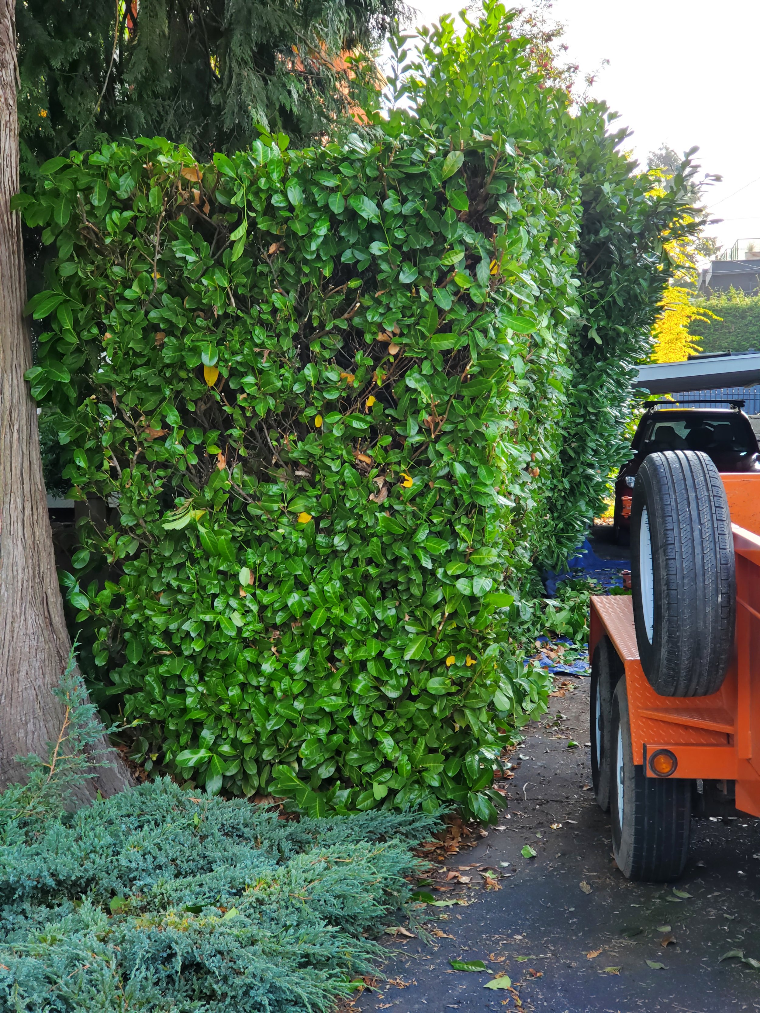 20201006_091320.jpg  Hedge Trimming.jpg