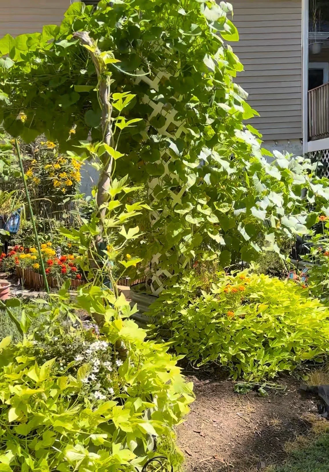 Garden.jpg