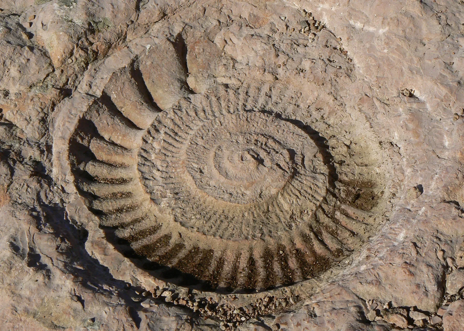 ammonite fossils of Antequerra