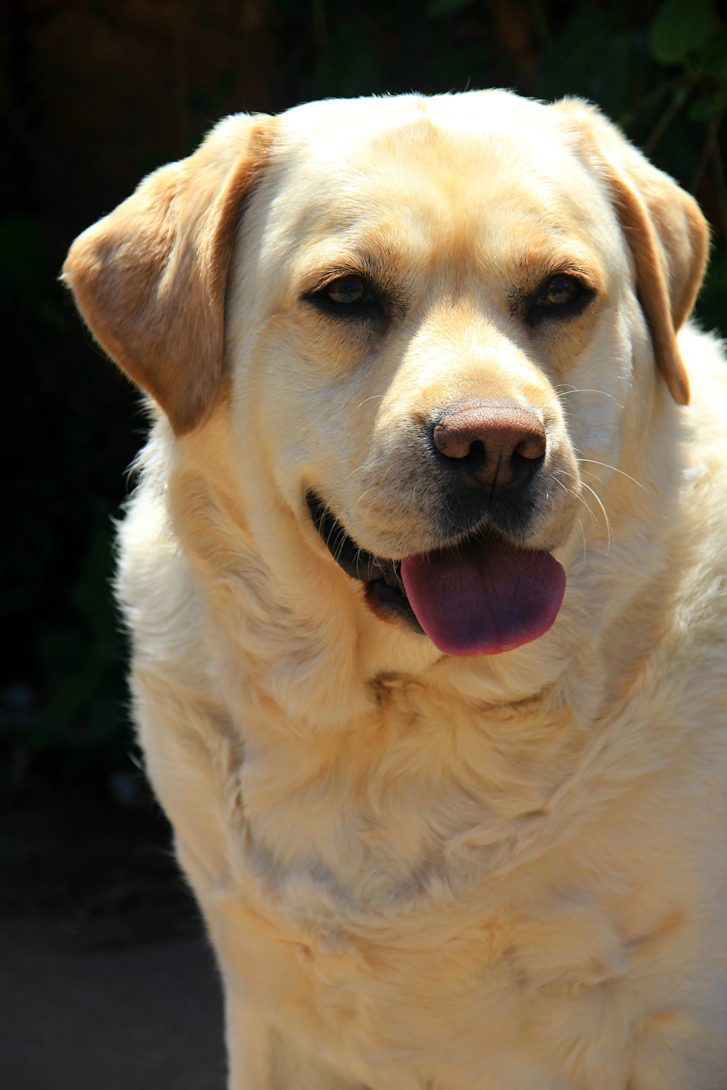 Close-up of a happy yellow Labrador Retriever dog with its tongue out, outdoors in sunlight.