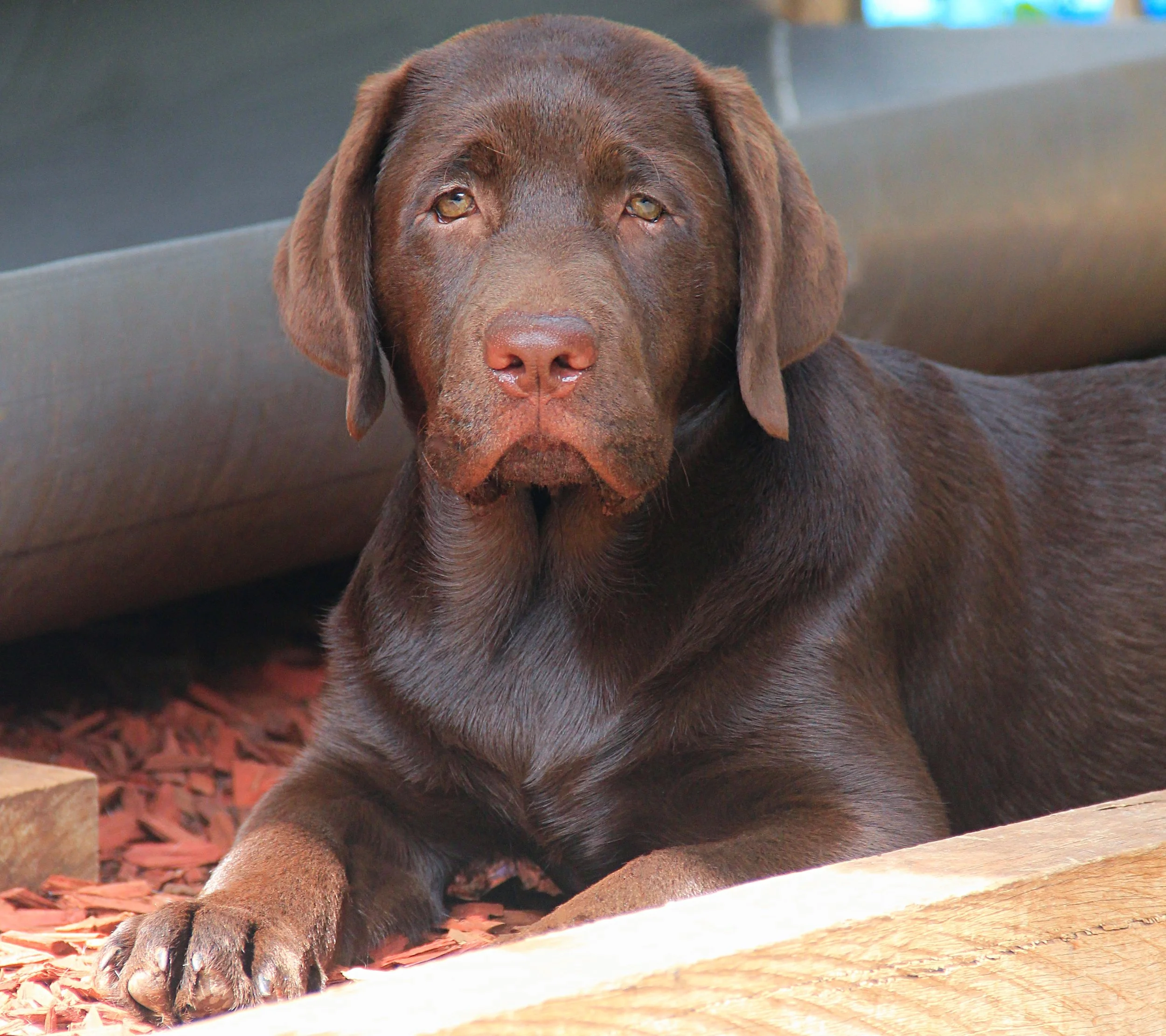 Close-up of a brown Labrador retriever lying down on wood chips, looking directly at the camera.