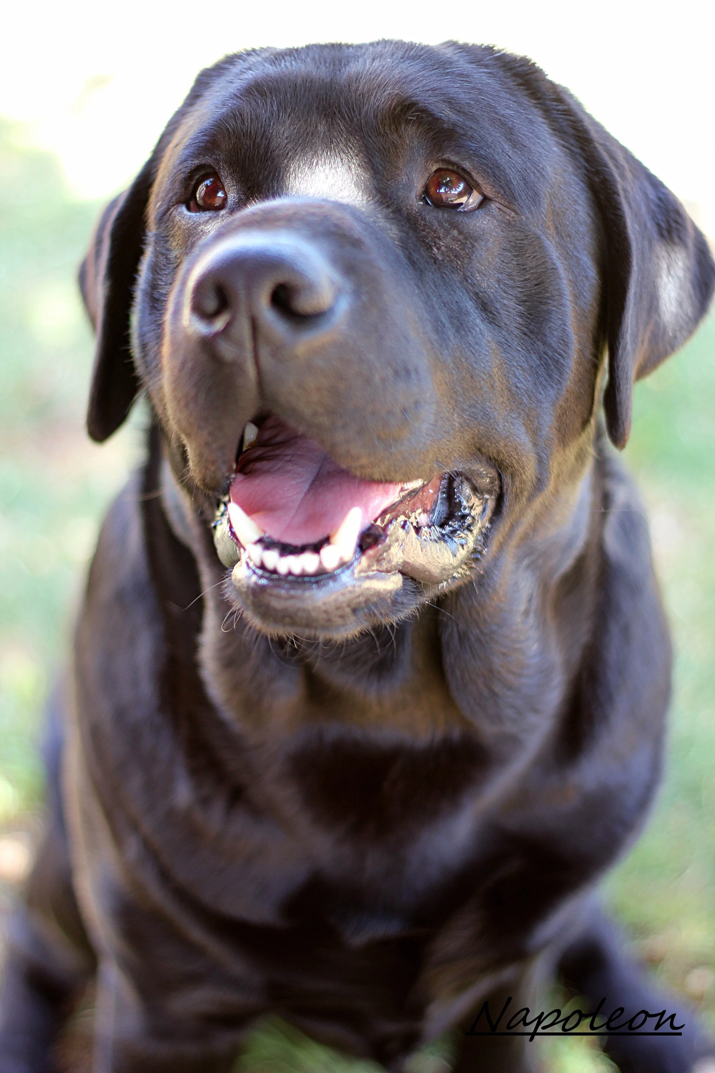 Close-up of a happy black Labrador retriever dog named Napoleon outdoors, with a blurred green background.