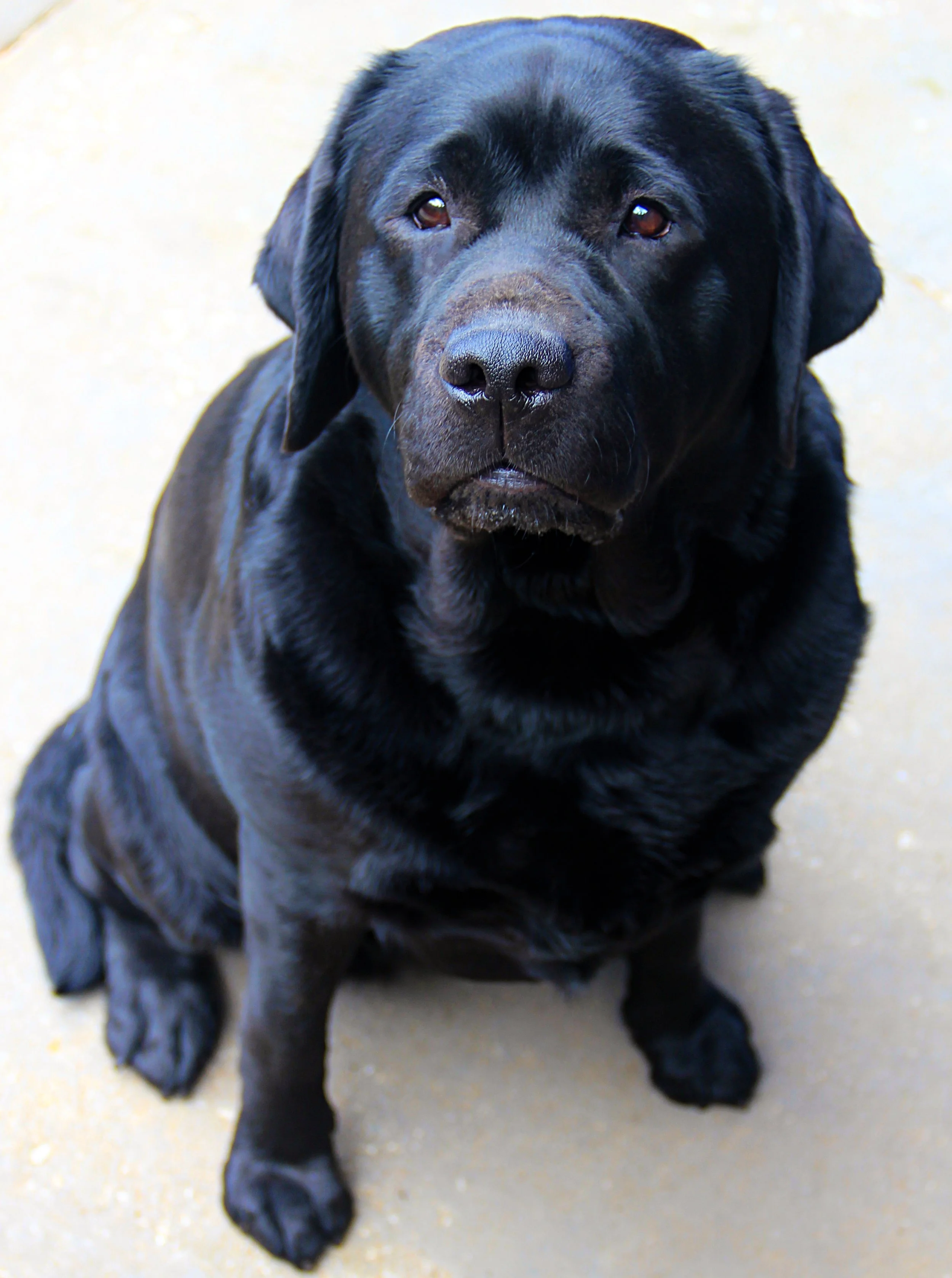 Close-up of a black Labrador Retriever dog sitting on a concrete surface, looking directly at the camera.
