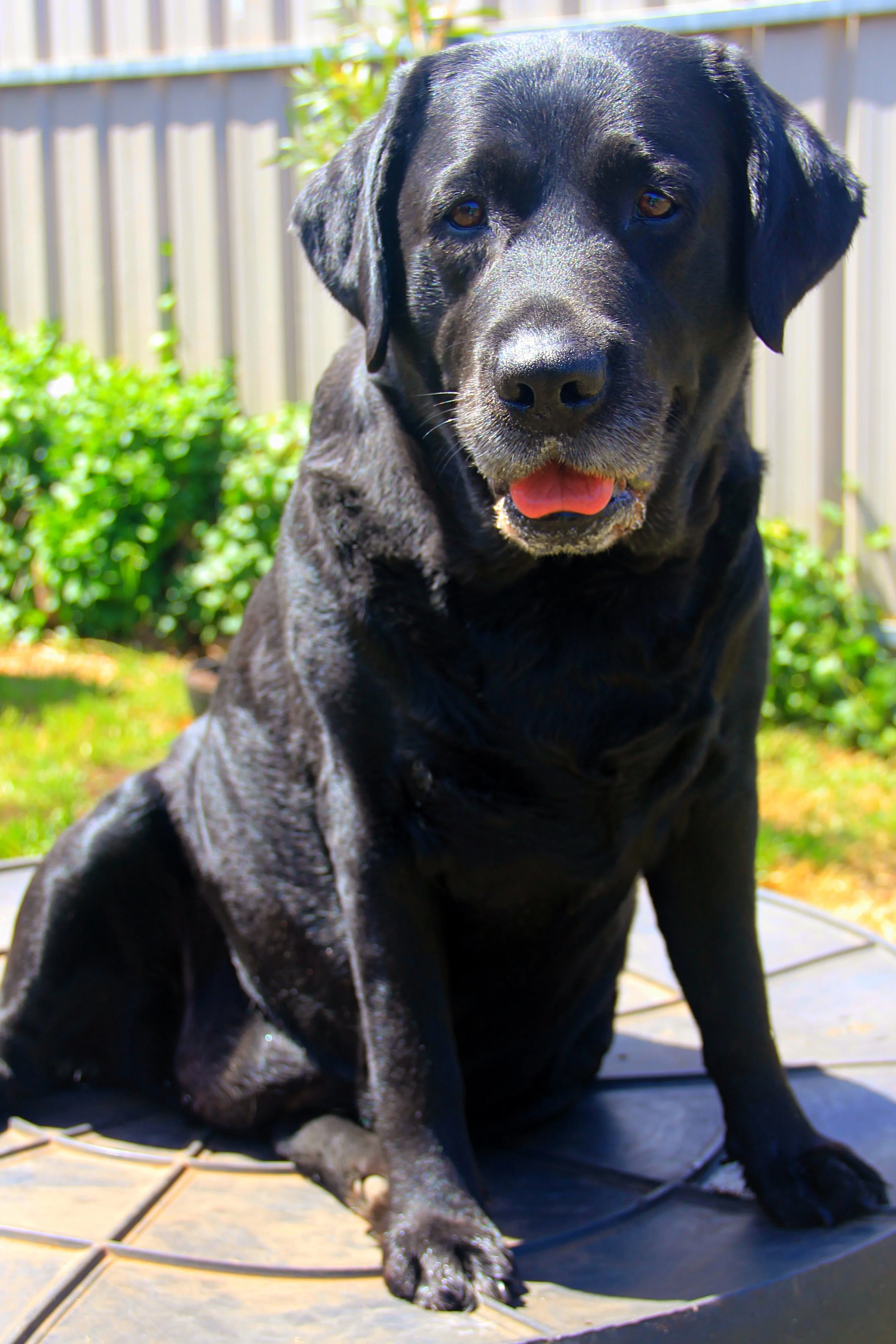 A black Labrador Retriever dog sitting on a tiled outdoor patio with a background of green bushes and a wooden fence, sunlit and showing its tongue.
