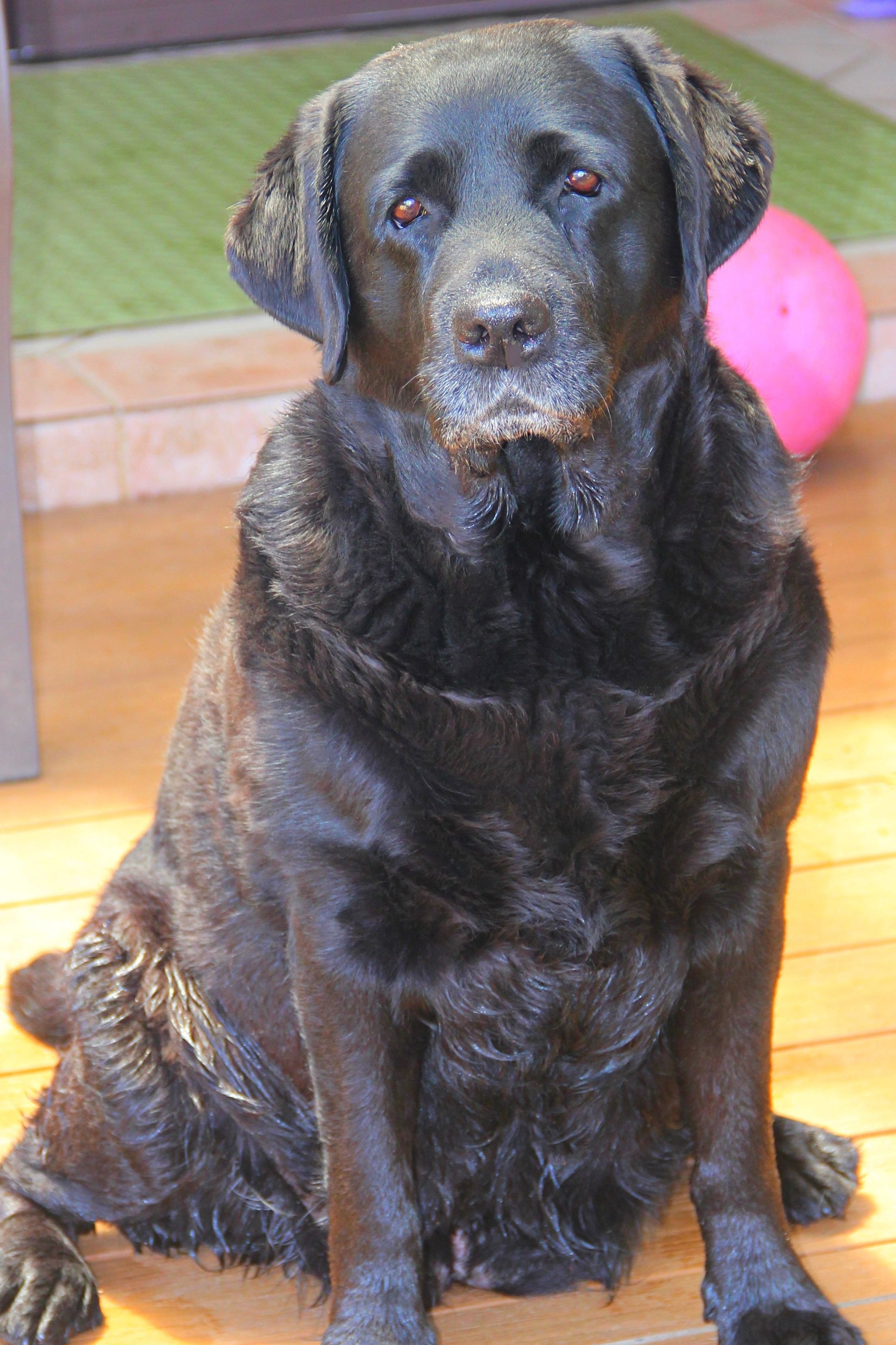 Black Labrador retriever sitting on wooden floor with pink ball in background.