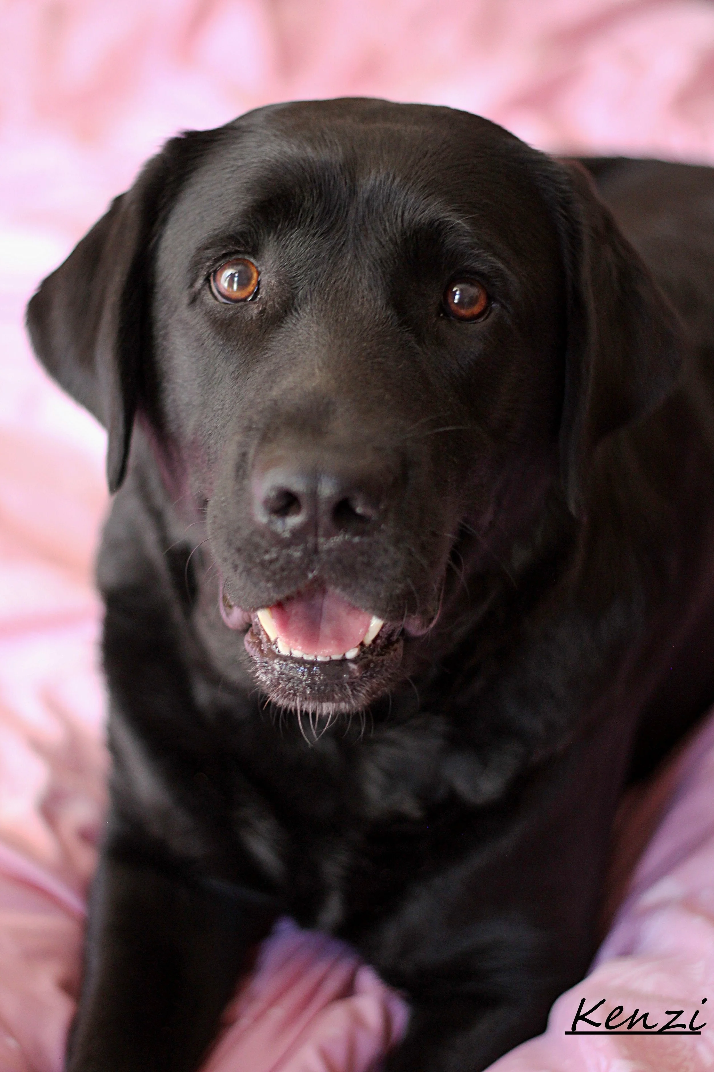 Close-up of a black dog with brown eyes, sitting on a pink blanket, looking at the camera with an open mouth, showing white teeth.