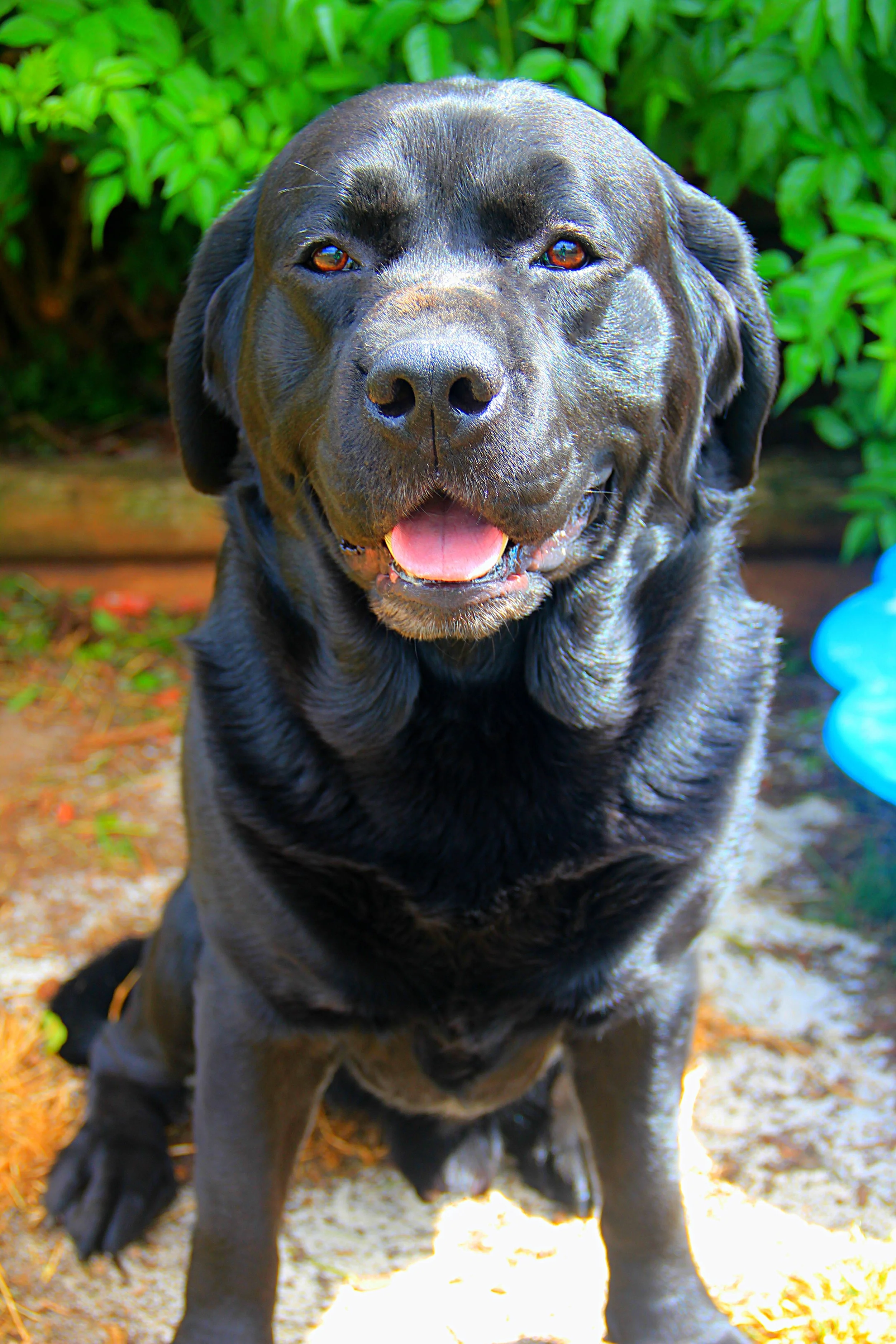 A happy black labrador retriever sitting outdoors, with greenery in the background and a blue object to the right.