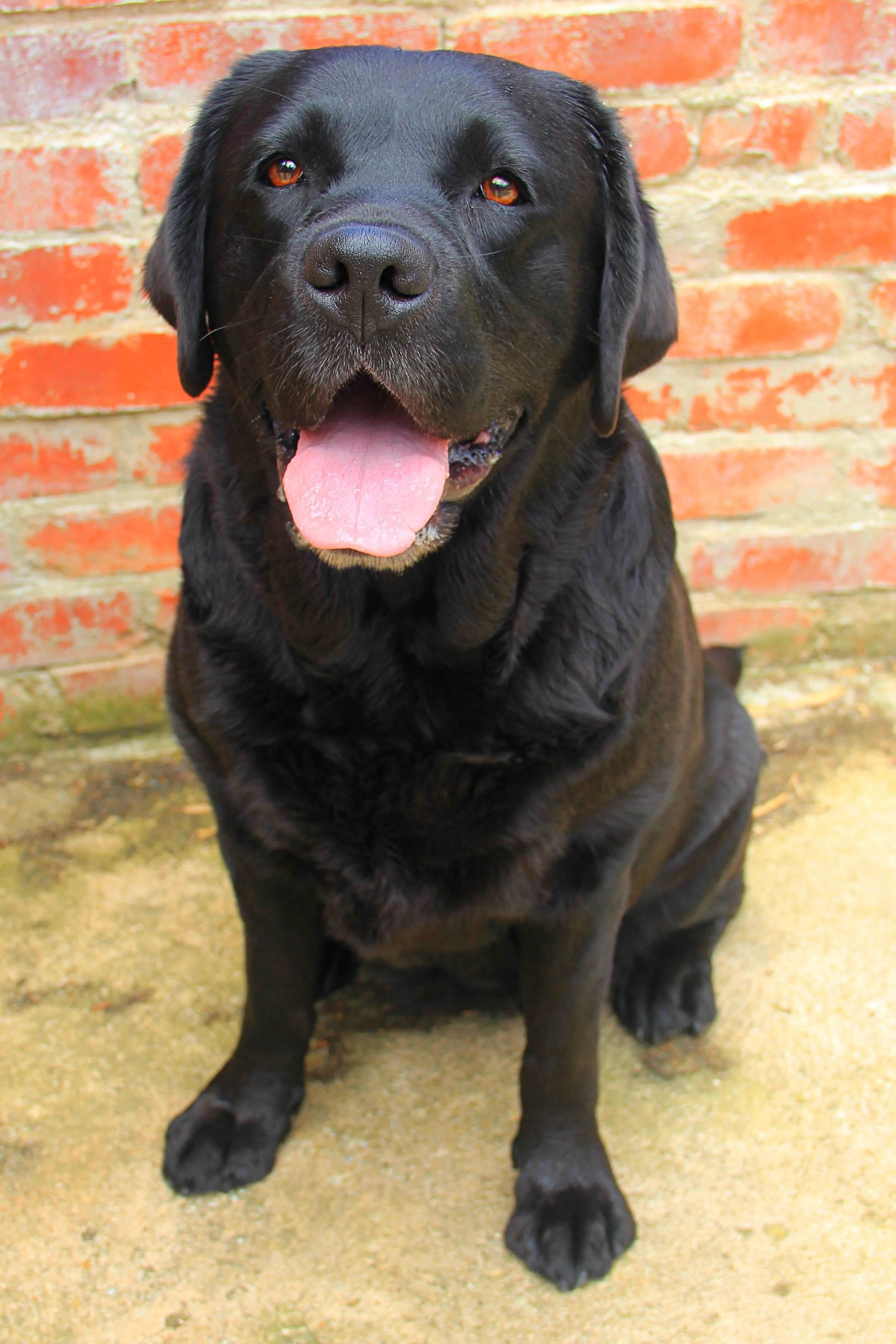 A happy black Labrador retriever with its tongue out, sitting outdoors with a brick wall in the background.