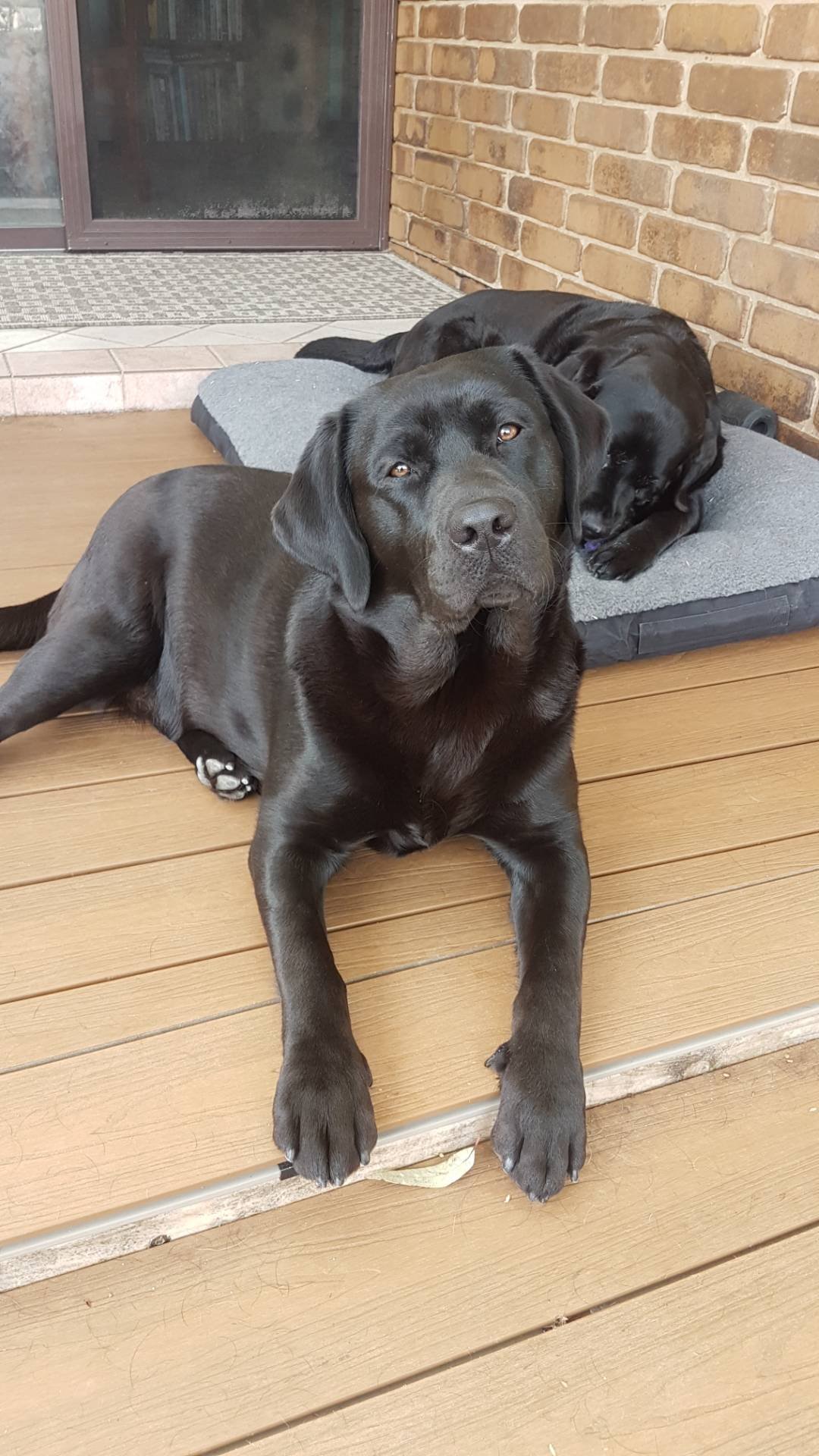 Two black Labrador dogs, one lying on a dog bed and the other lying on a wooden deck, outdoors beside a brick wall and a sliding glass door.