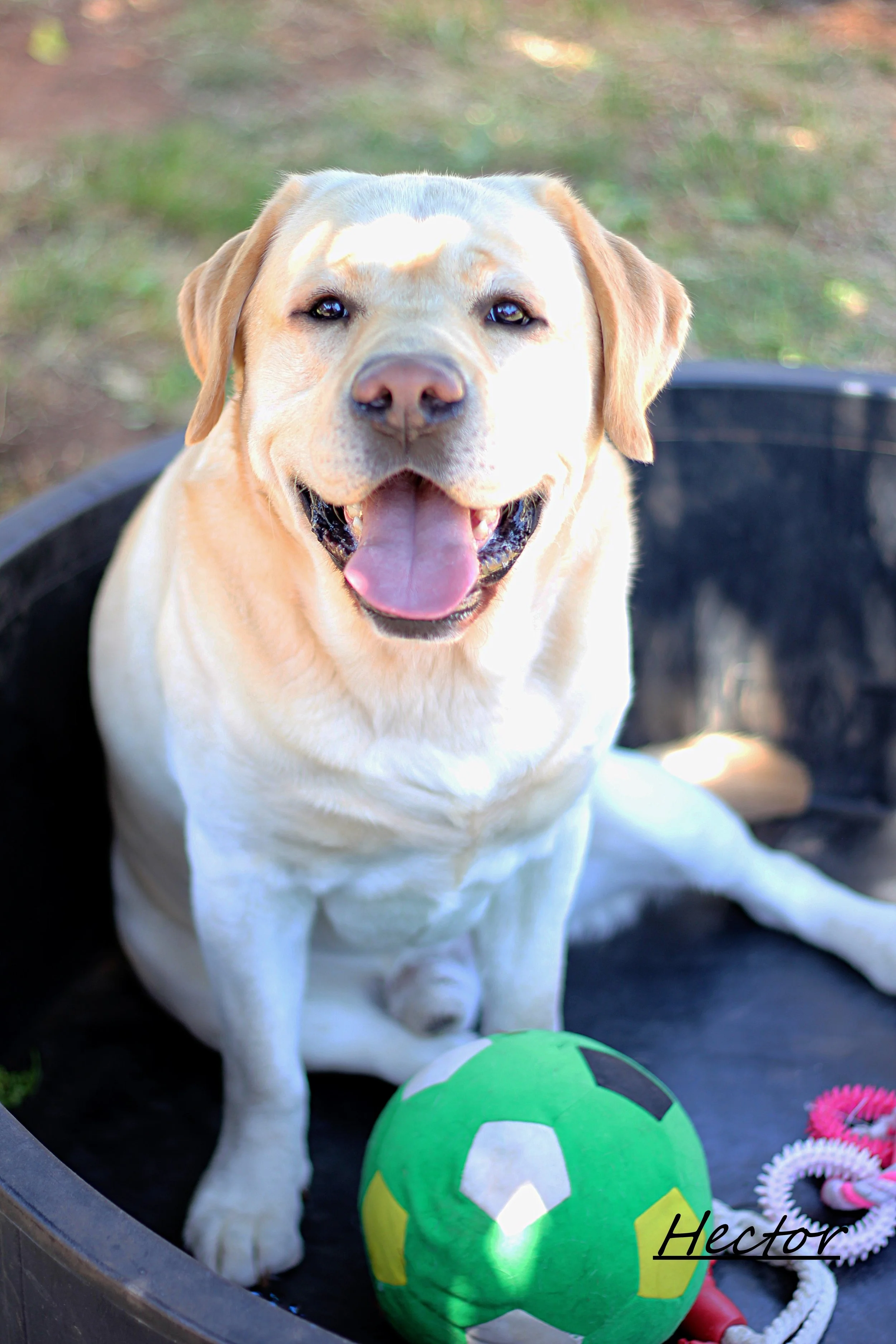 A happy yellow Labrador Retriever dog sitting in a black circular play area with a green and white soccer ball and some colorful toys. The dog is smiling with its tongue out and appears to be outdoors on grass.