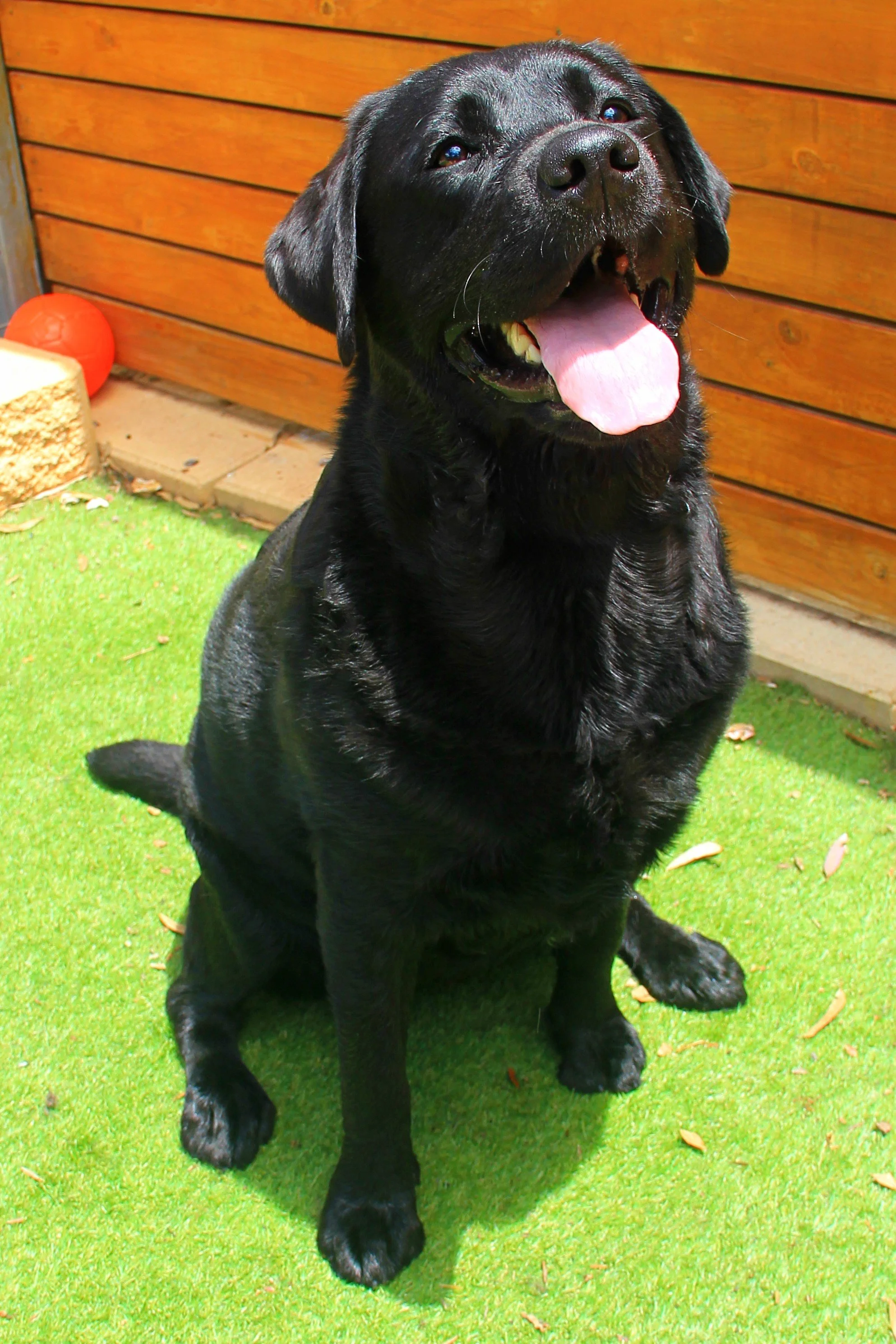 A happy black Labrador Retriever sitting on green artificial turf with a wooden fence in the background, tongue out, smiling.