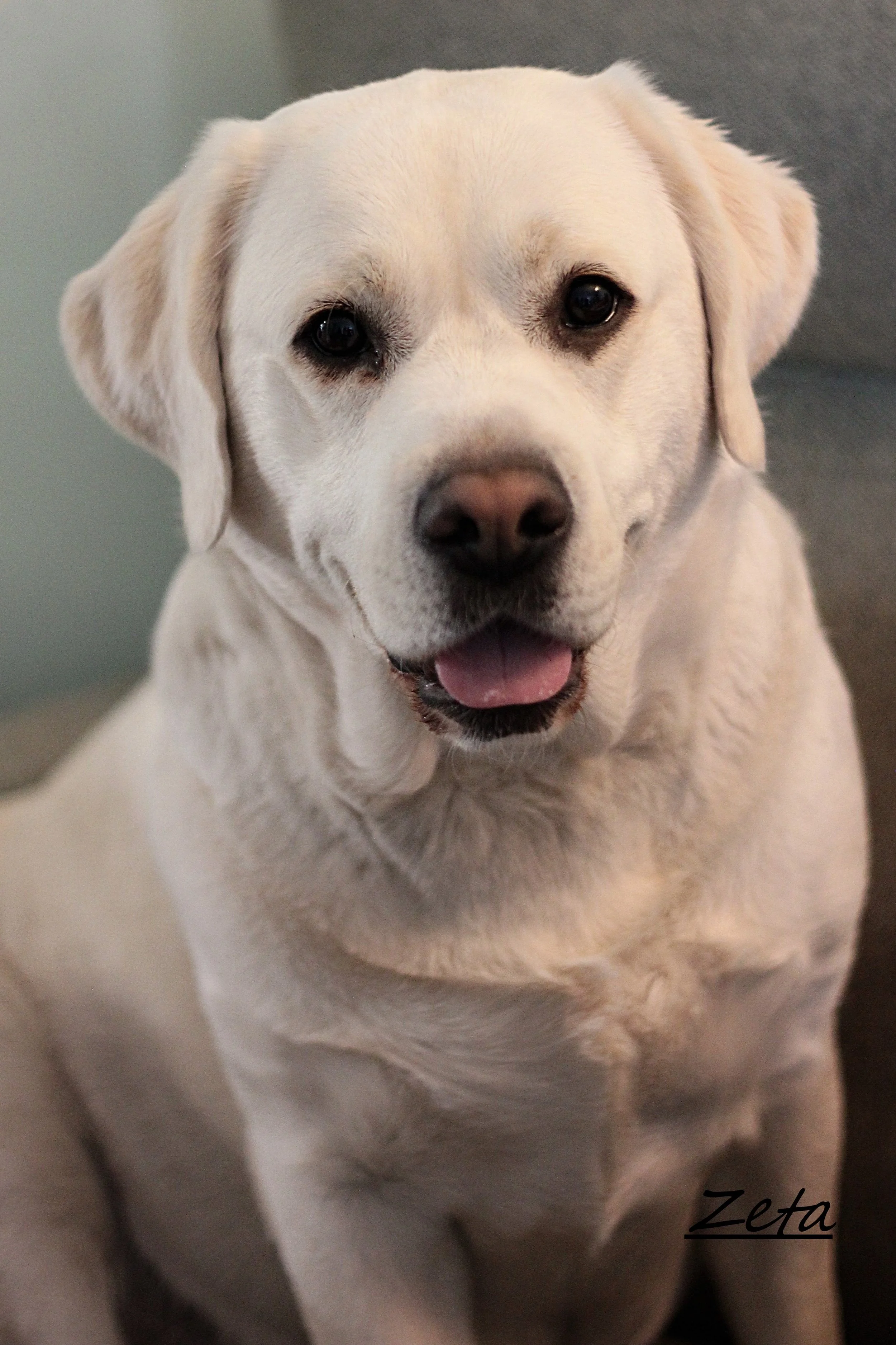 A close-up of a happy Labrador Retriever sitting indoors, looking at the camera, with a slightly open mouth showing its tongue.