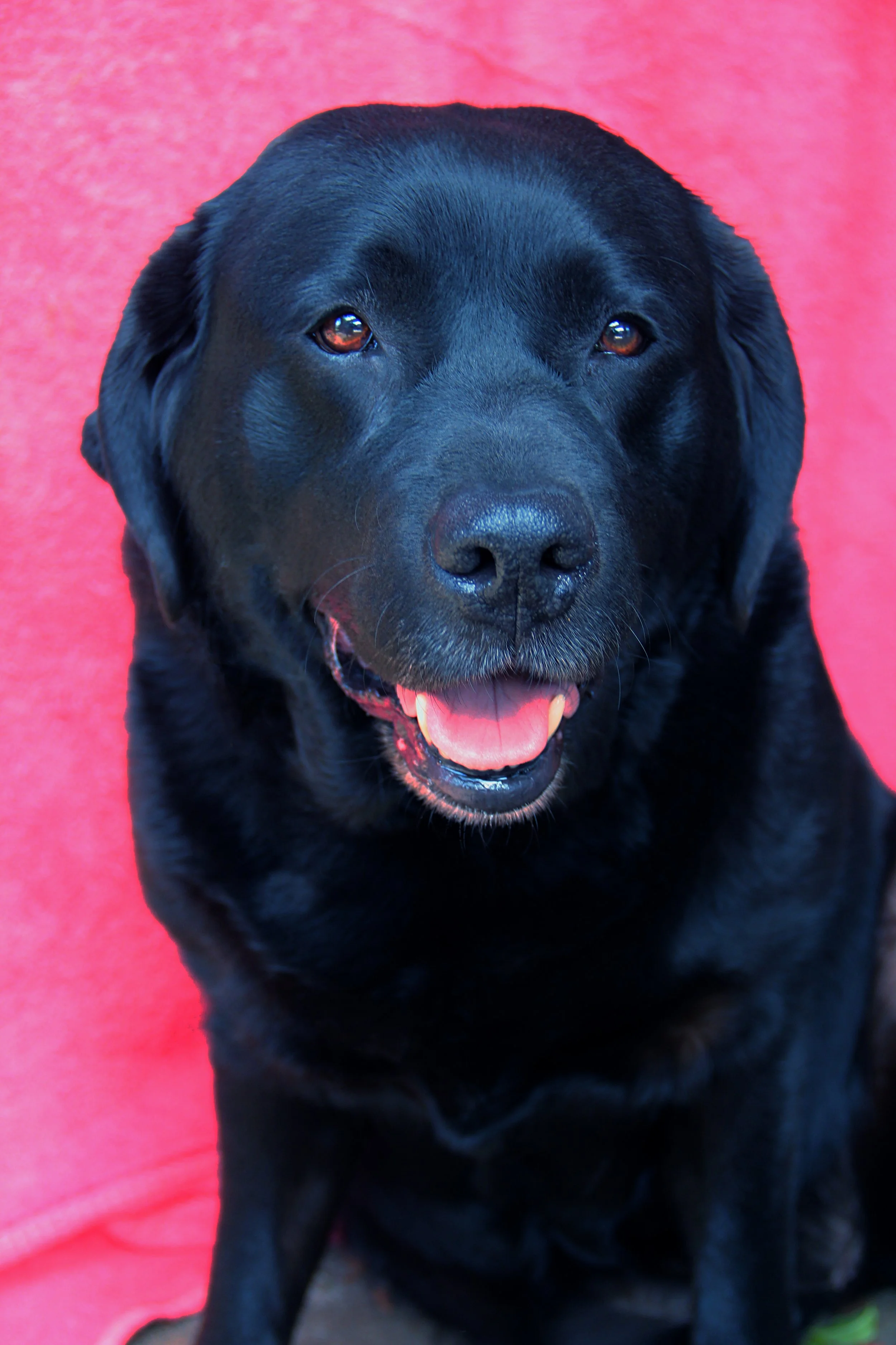 Close-up of a smiling black Labrador Retriever dog with a pink background.