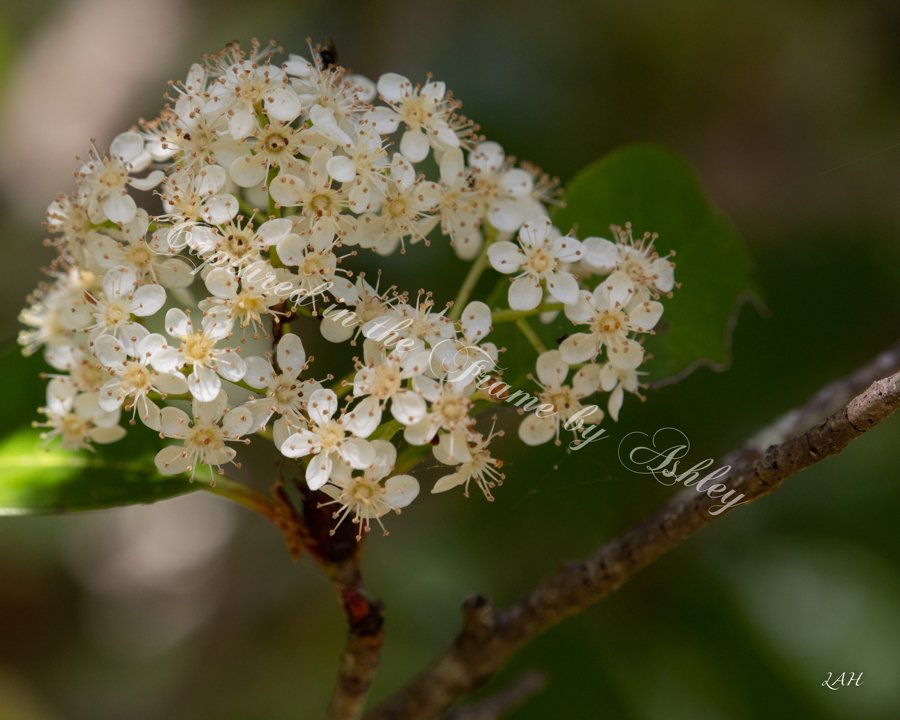 _MG_097_REdTip1_final8x10 3 of 4.jpg
