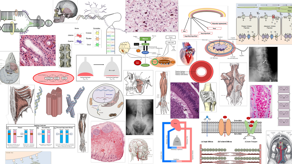 Connective Tissue Proper — DaVinci Academy
