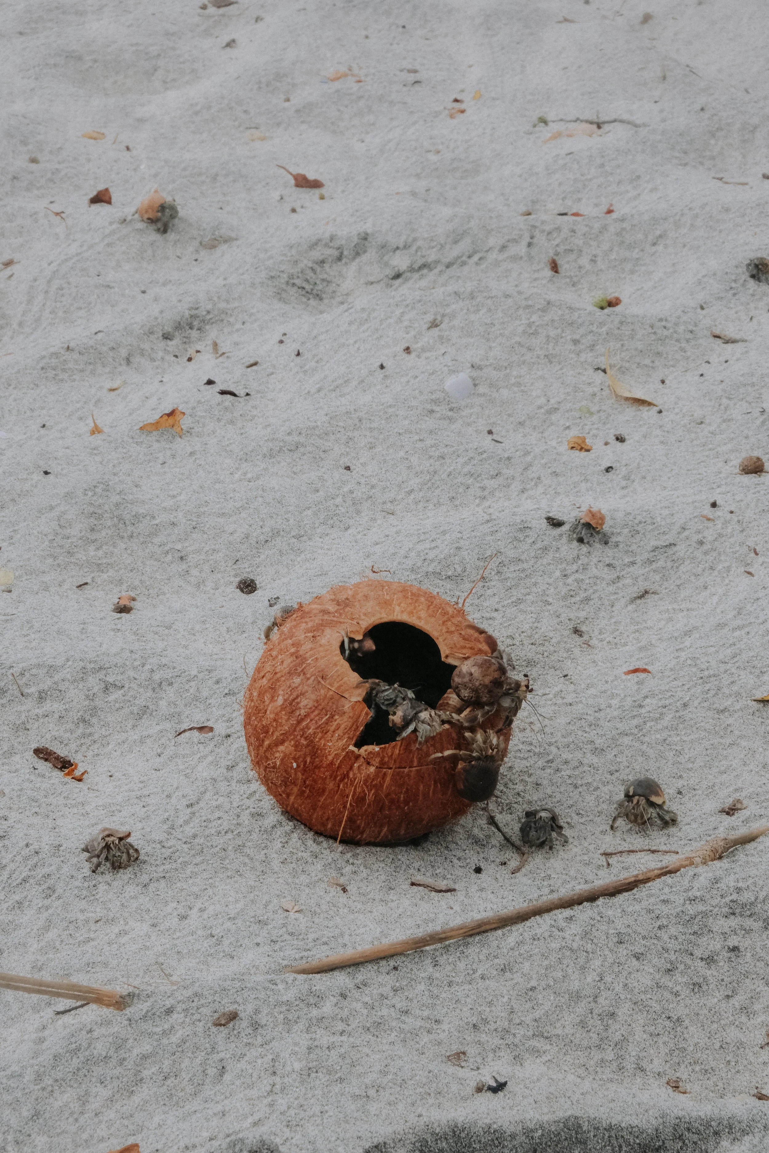 DSCF5997.jpg
