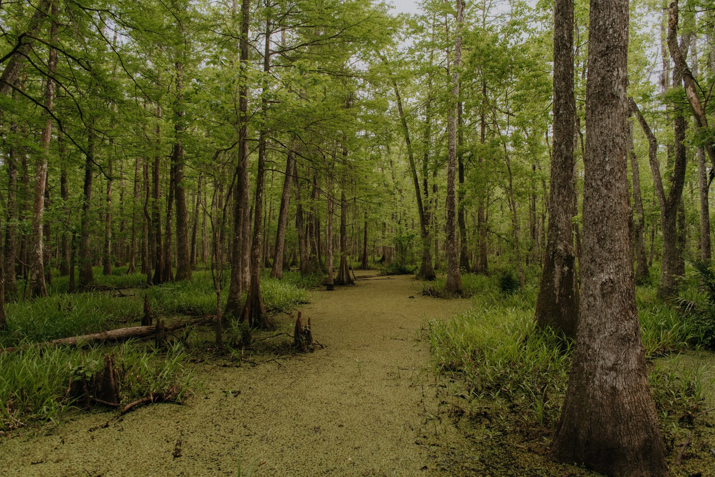 Palmetto Island State Park