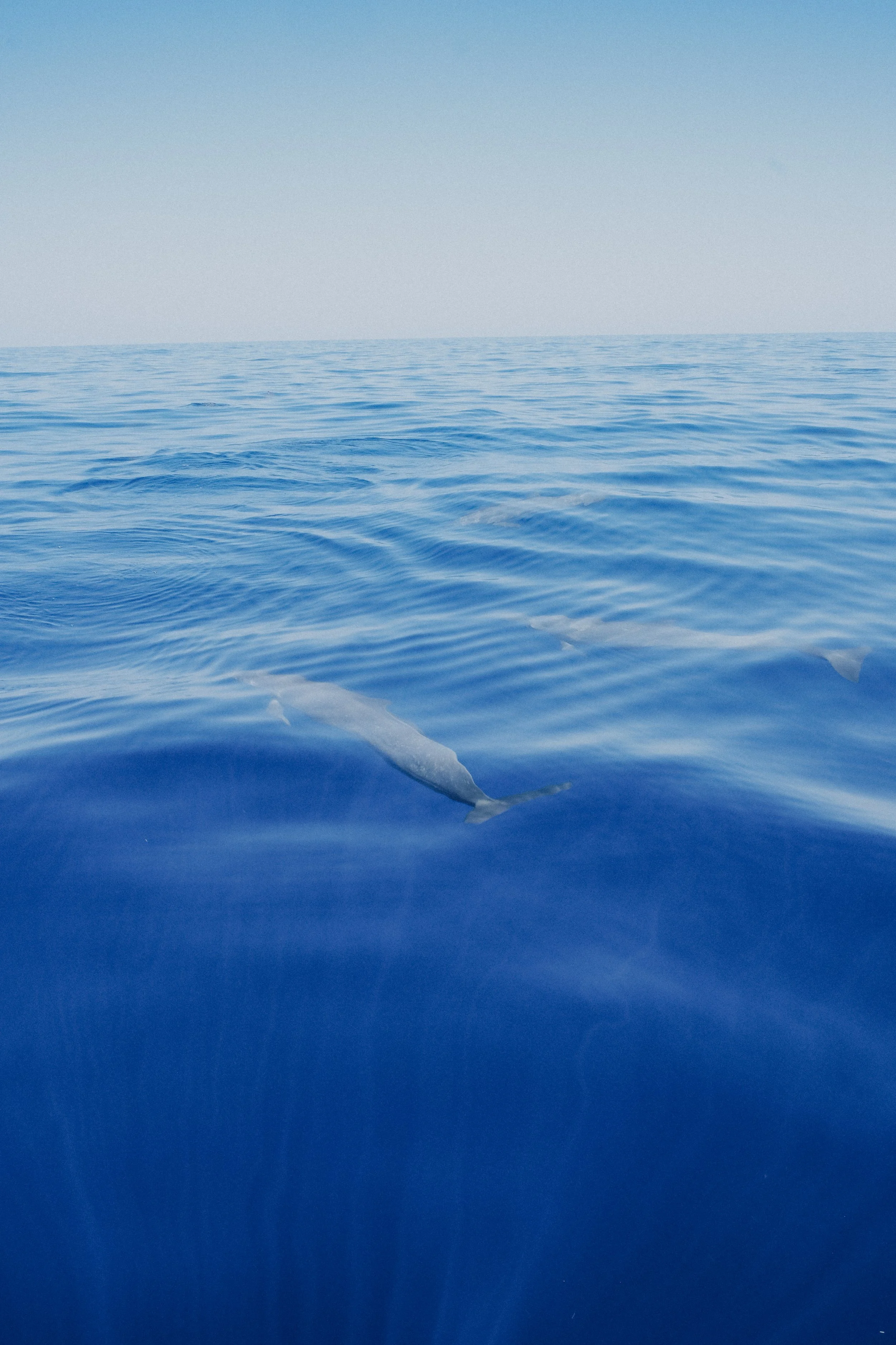 DSCF5730.jpg