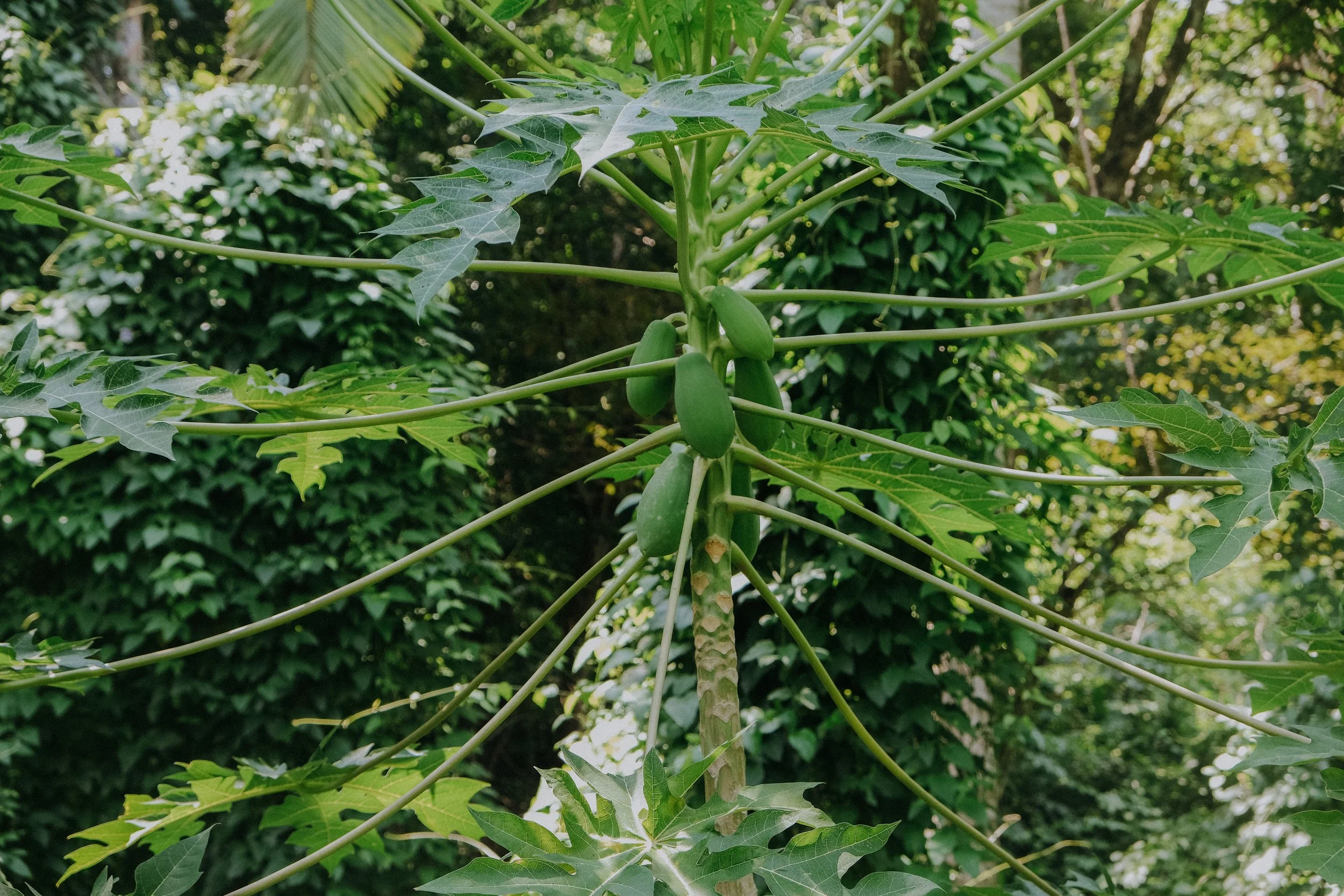 DSCF5825.jpg