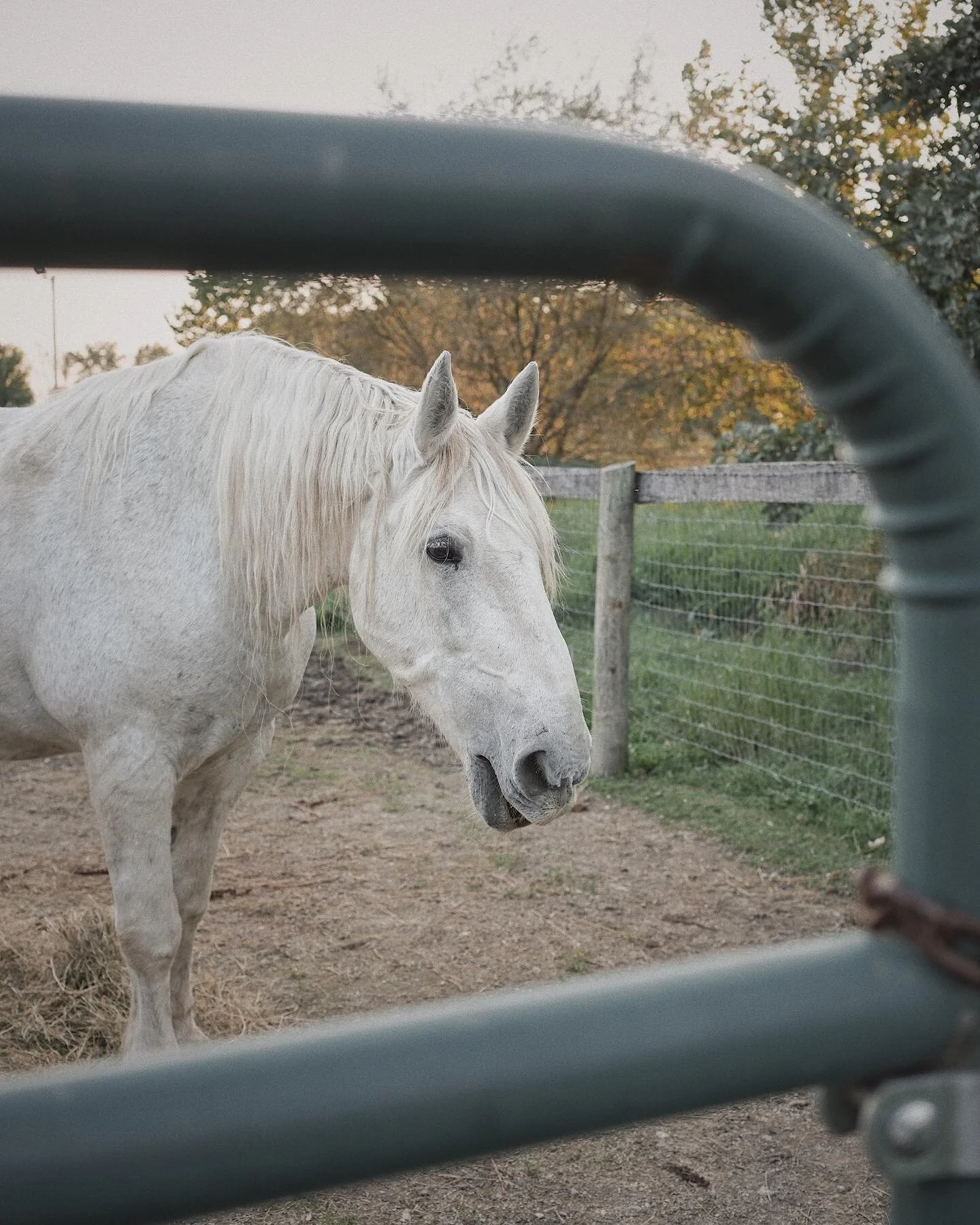 Horses and hound 💜 this was city boy Charlie&rsquo;s first time meeting horses and I was a little nervous he&rsquo;d bark or stress them out but he was so sweet and curious and they were so patient and perfectly comfortable with him 💜💜